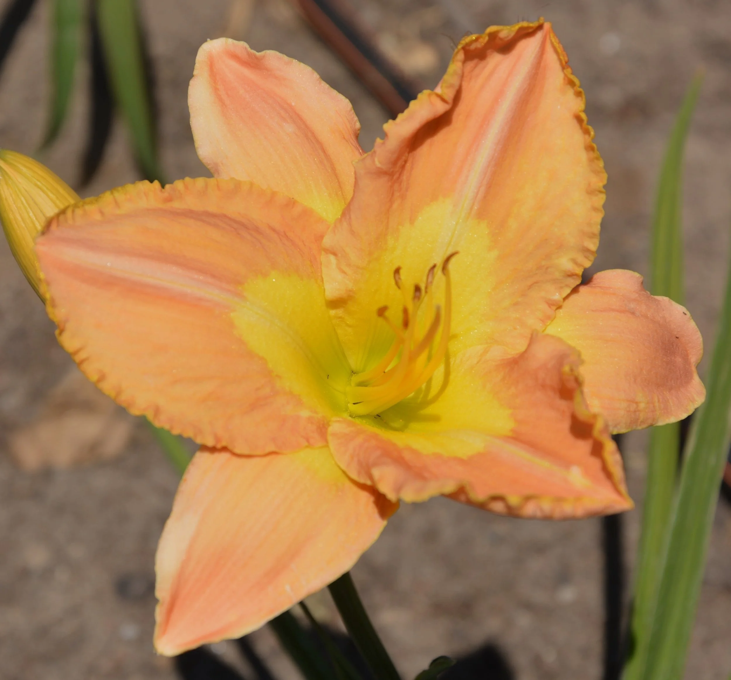 Critics Choice (10).JPG