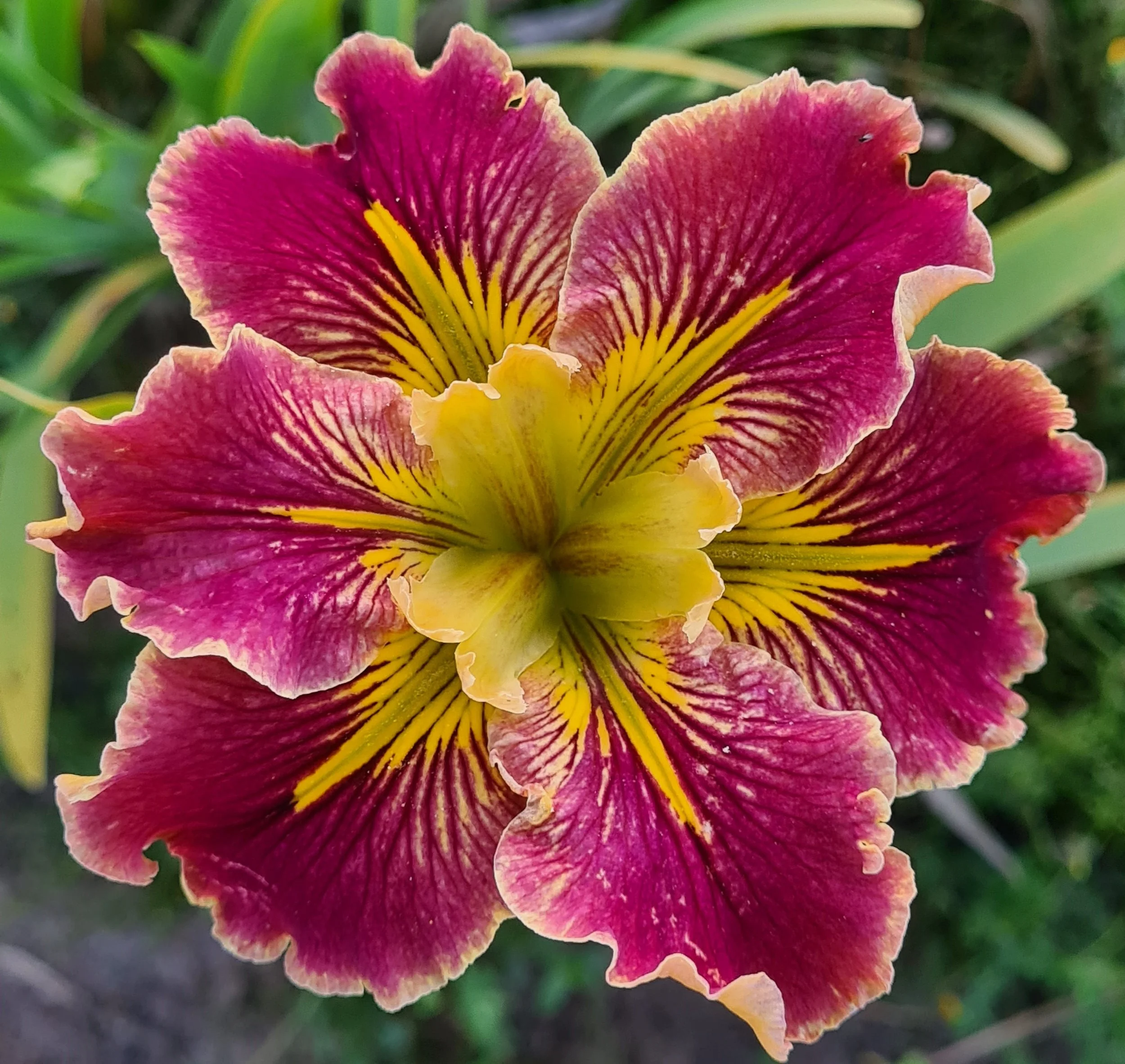 Extra Dazzle (9).jpg