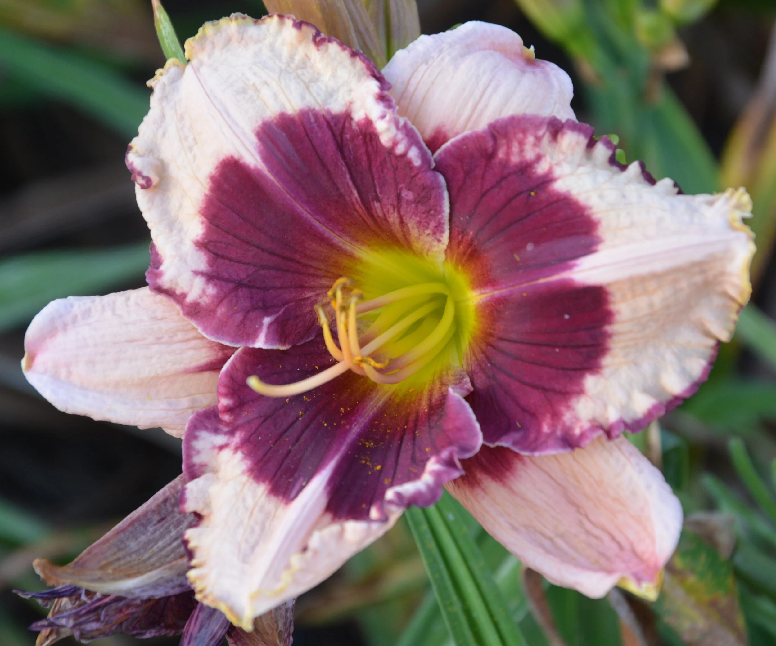 Jane Trimmer (1).JPG