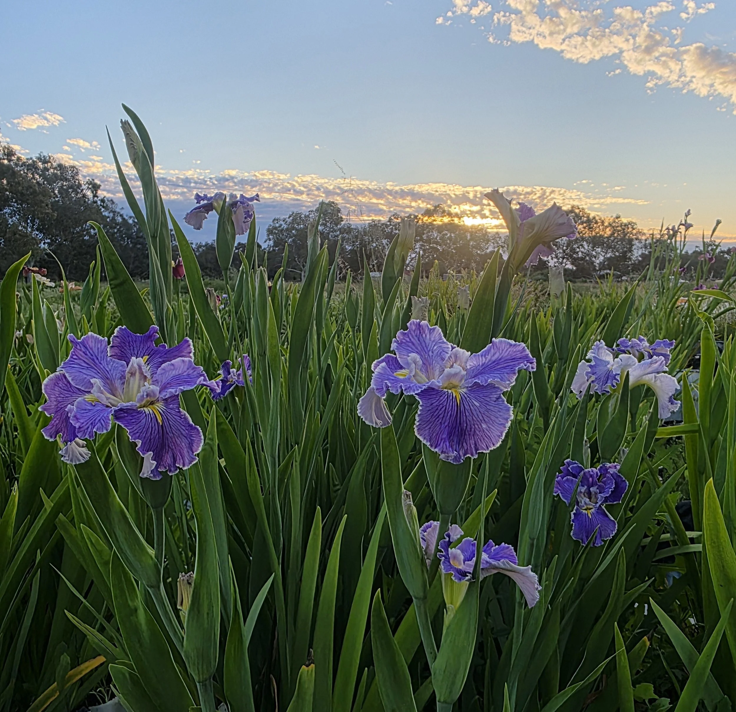 Alpine Lavender (1).jpg