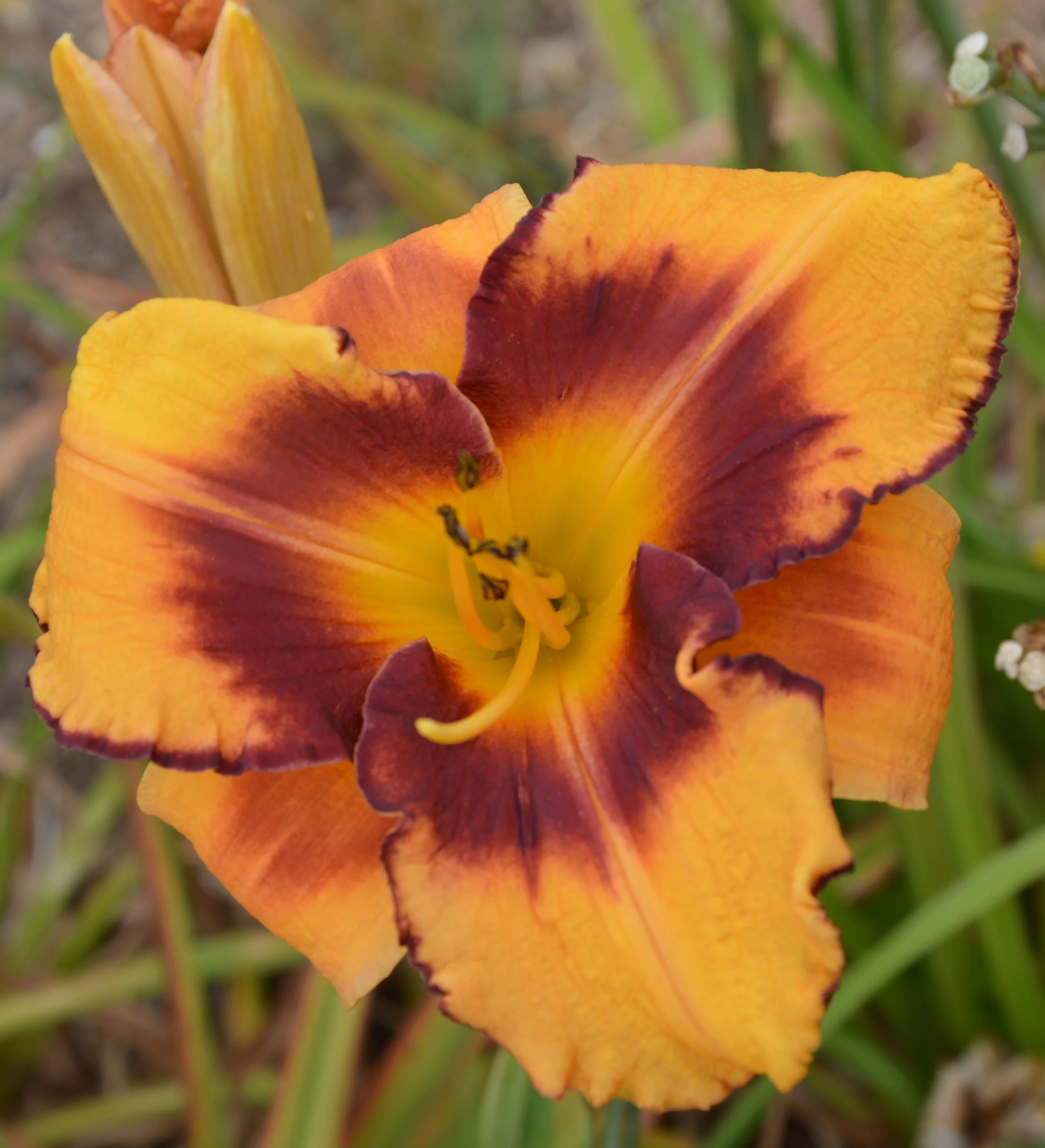 All American Tiger (1).JPG