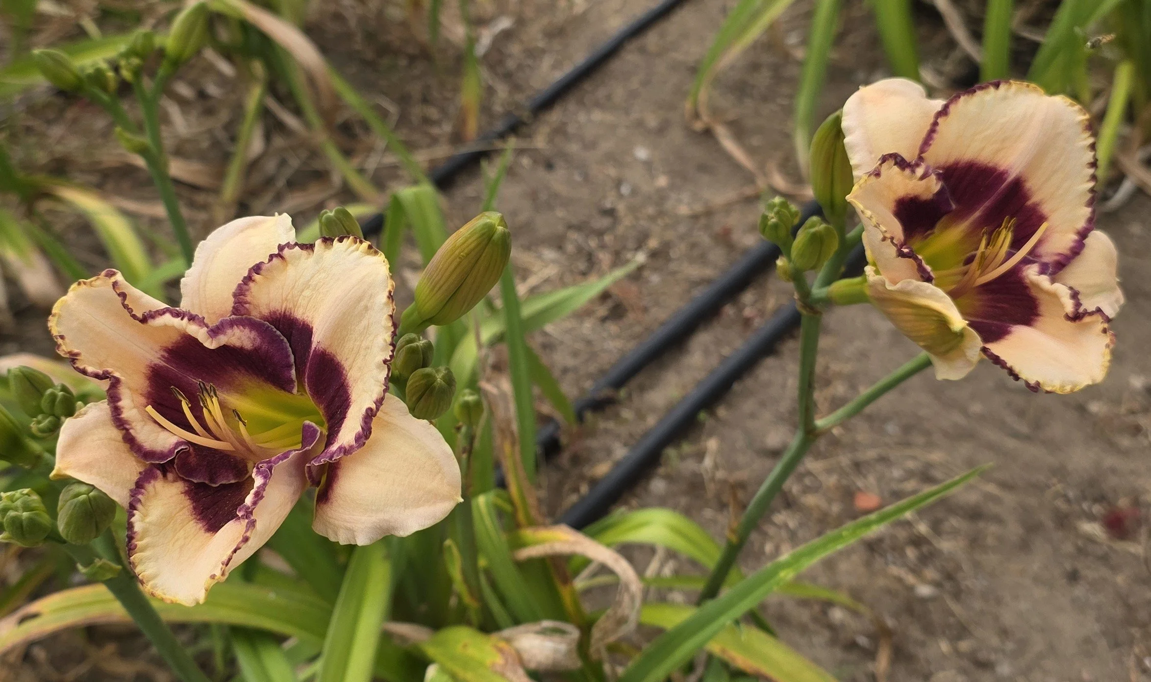 Border Music (7).jpg