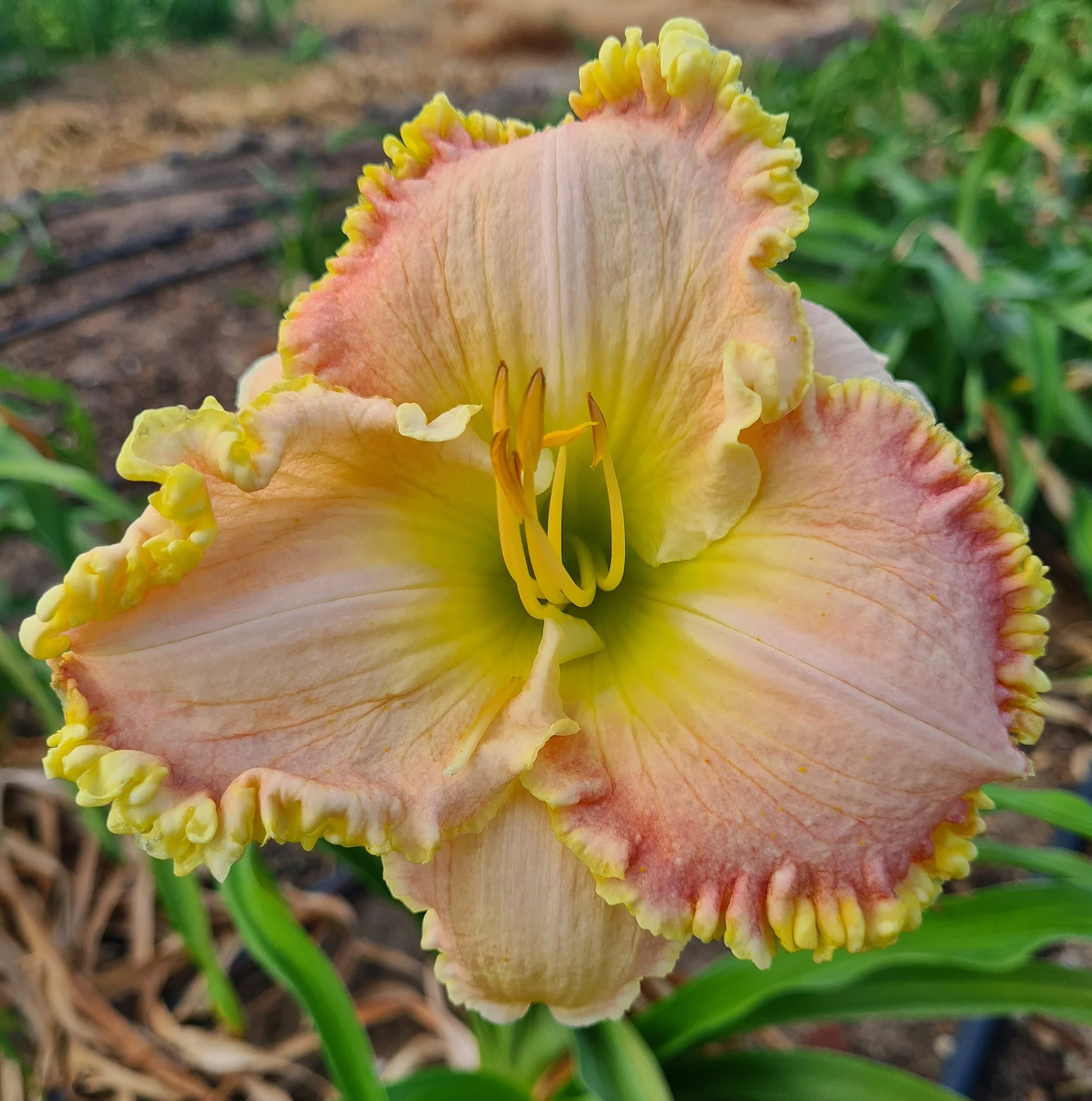 Bodacious Blush (12).jpg