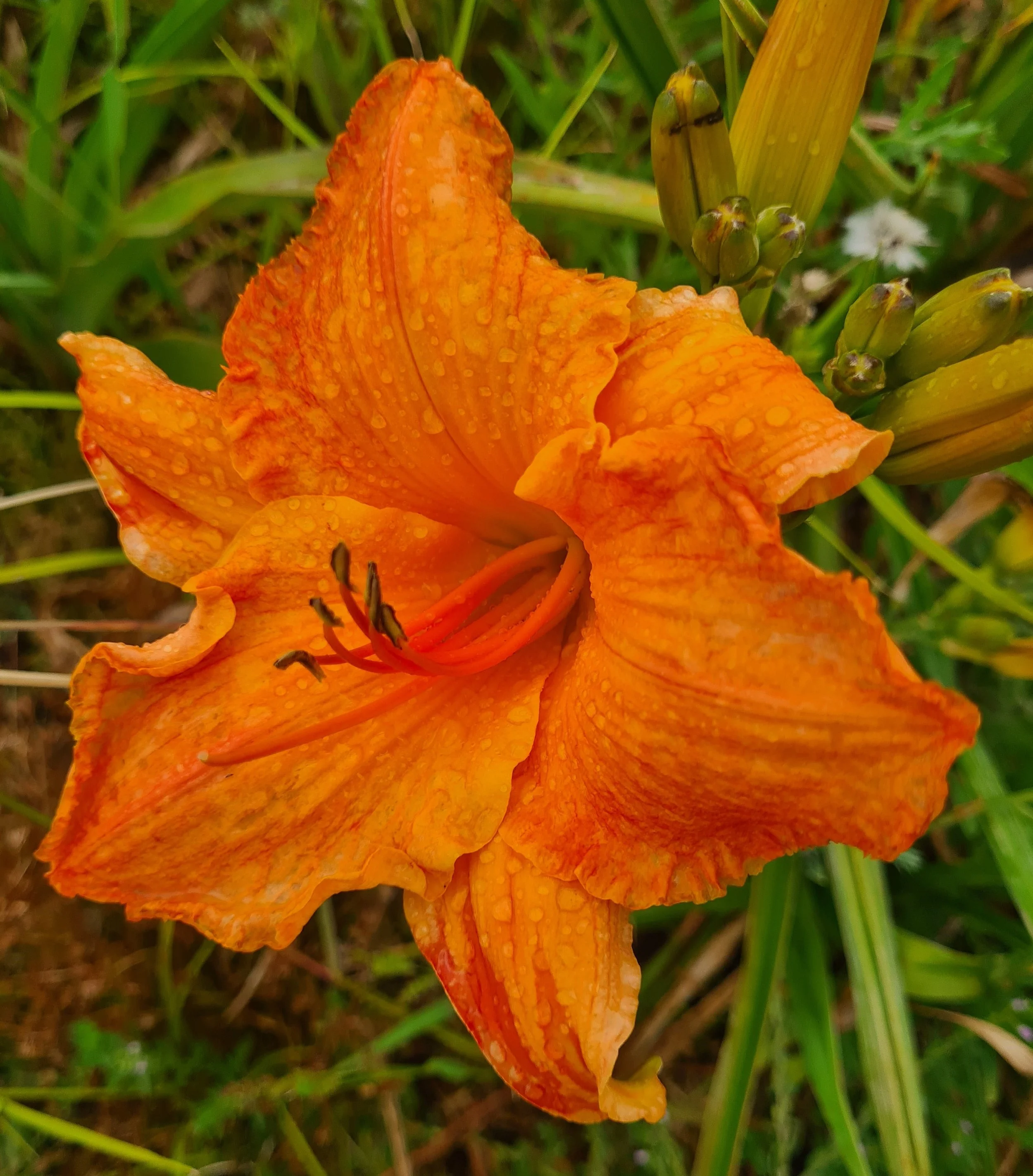 Dragon's Dawn maybe (1).jpg