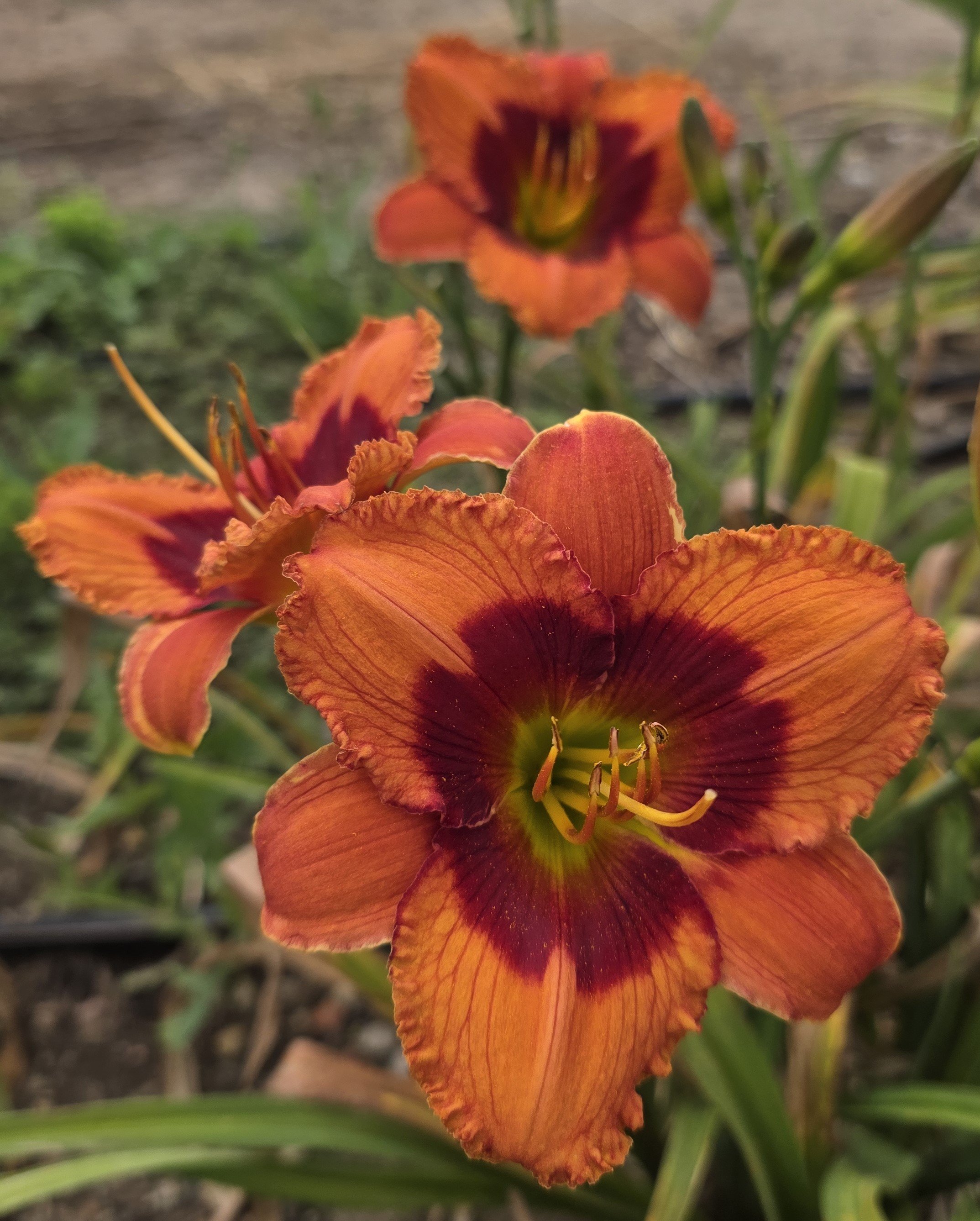 Bat Masterson (12).jpg