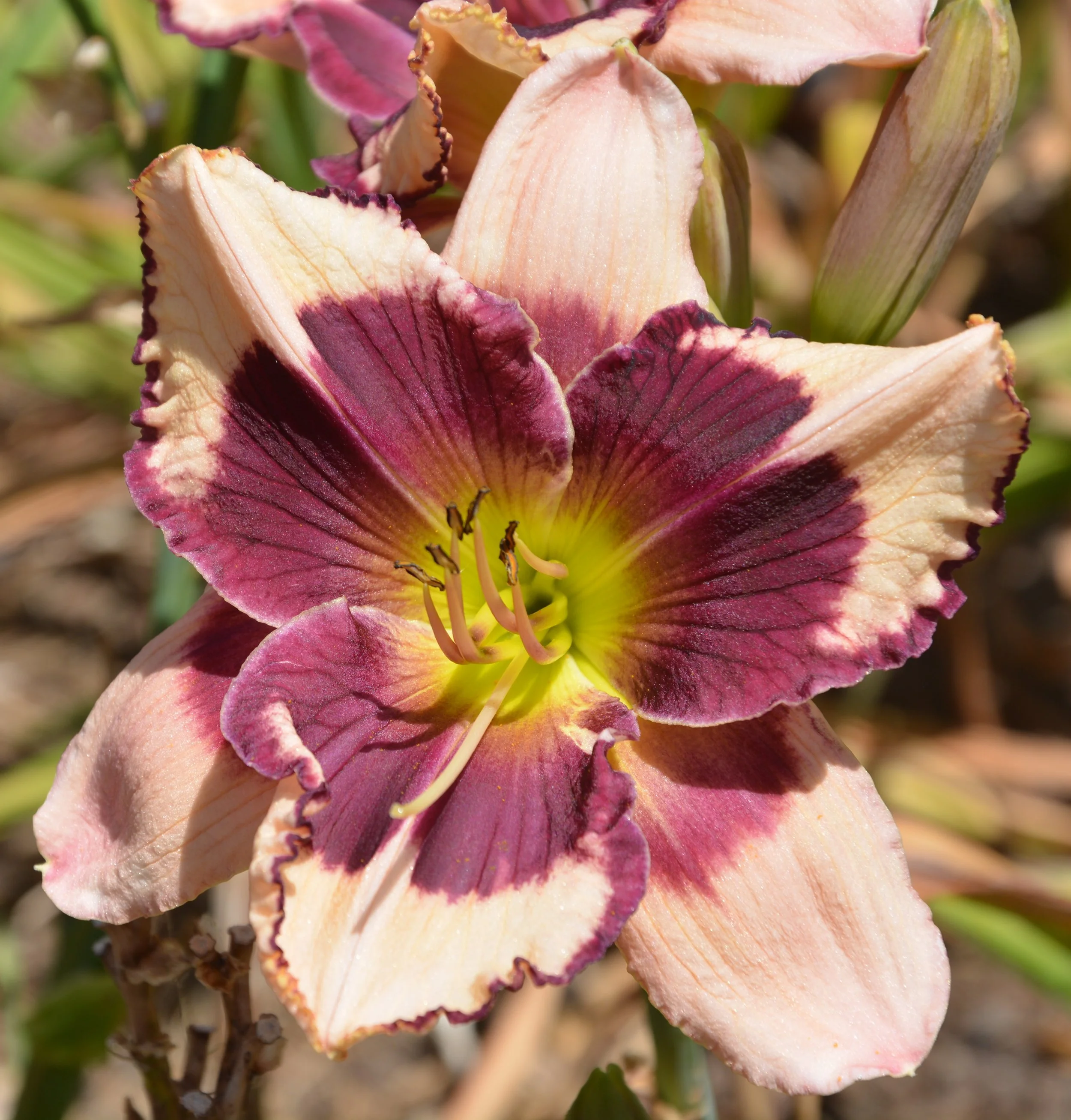 Jane Trimmer (3).JPG