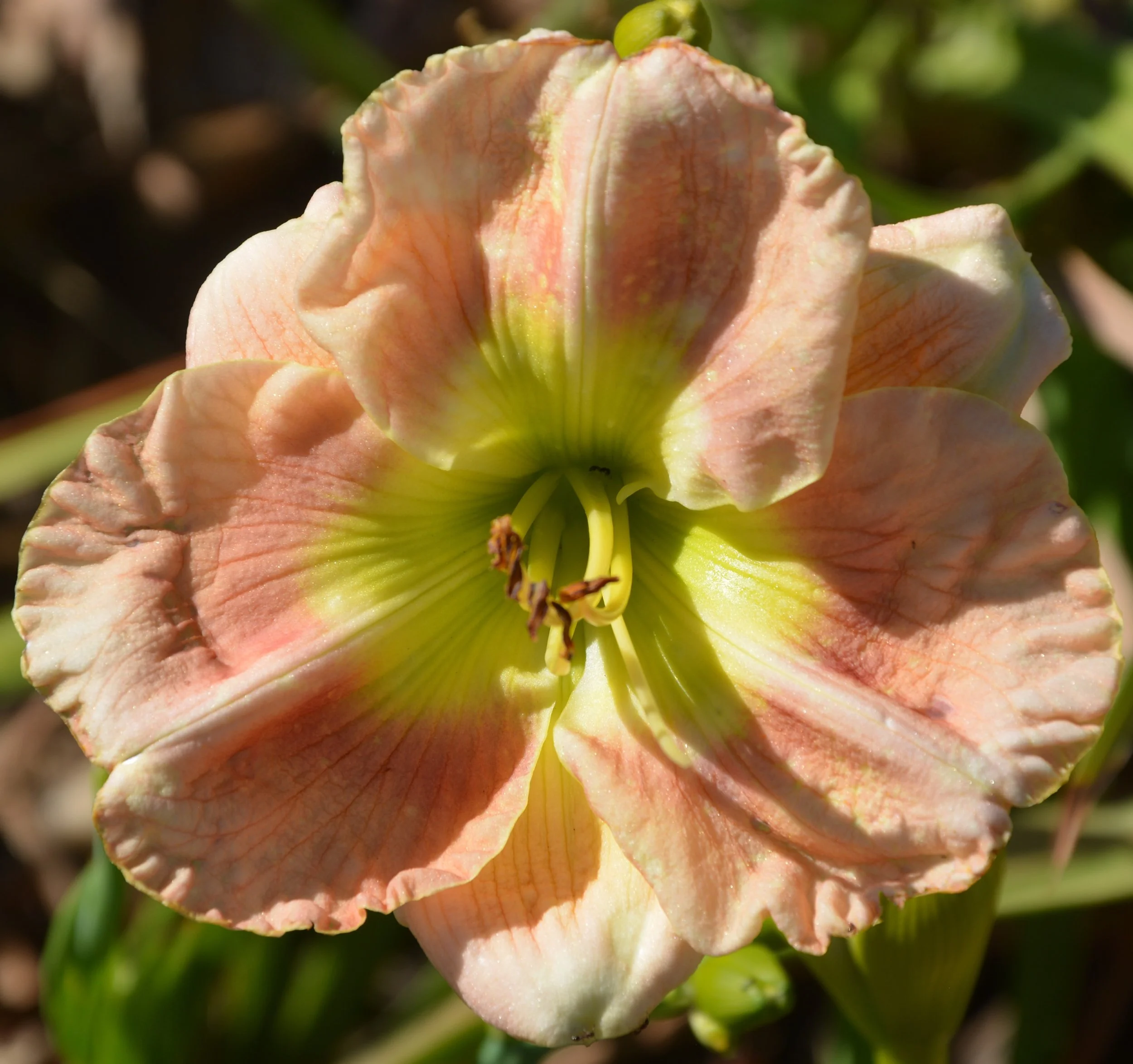 Simply Glorious (7).JPG