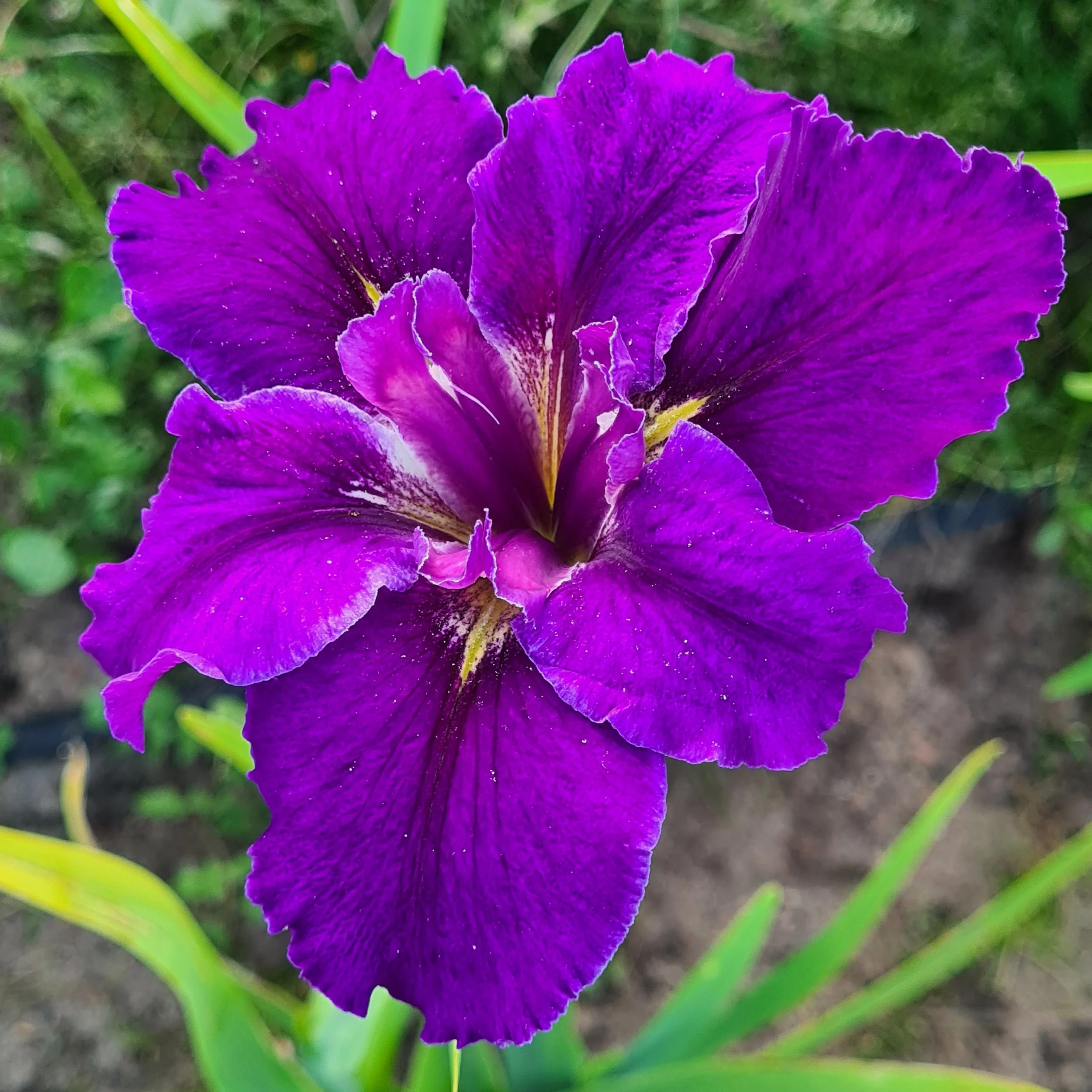 Extra Ordinaire (1).jpg