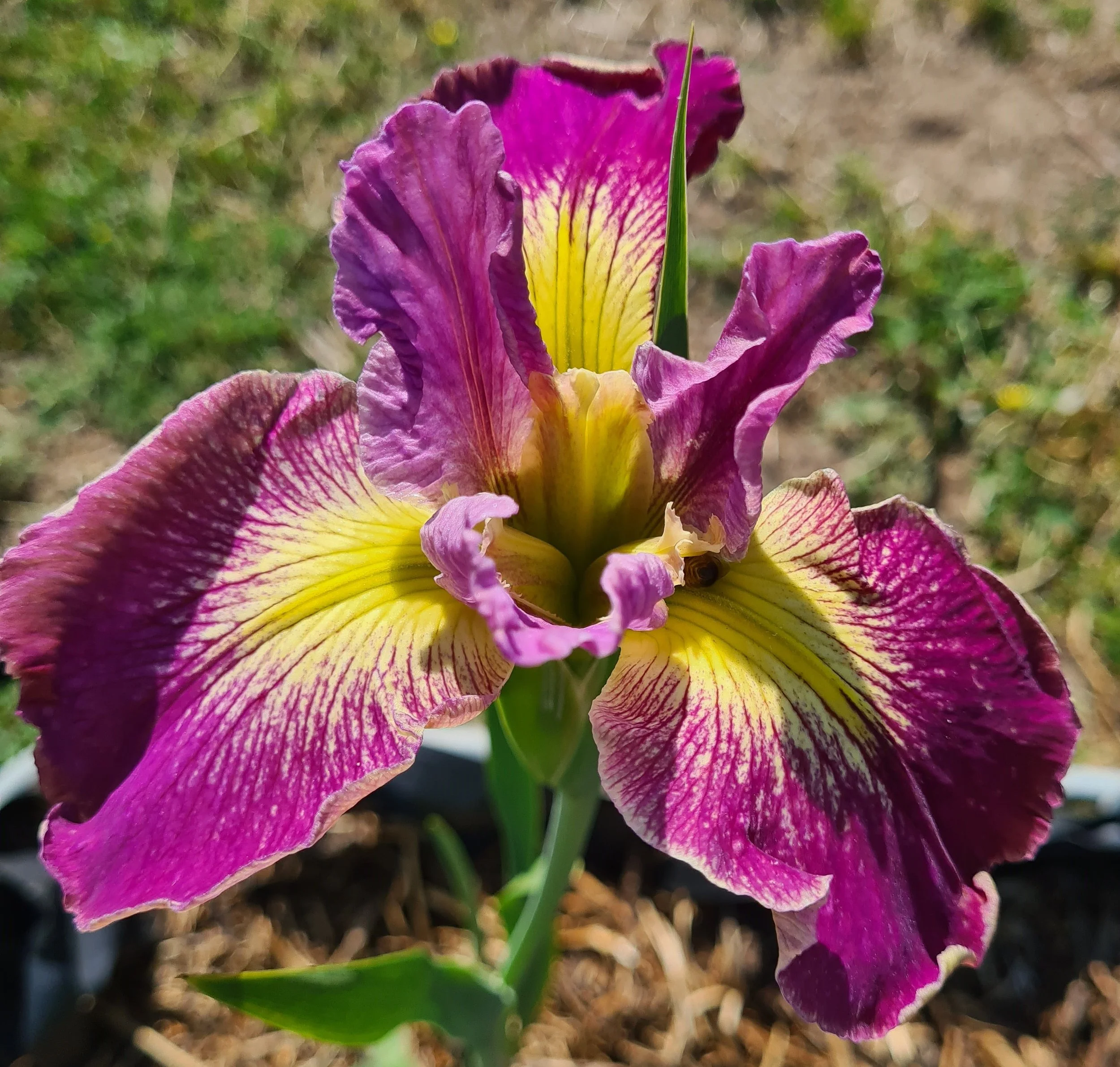 Gerti Butler (3).jpg