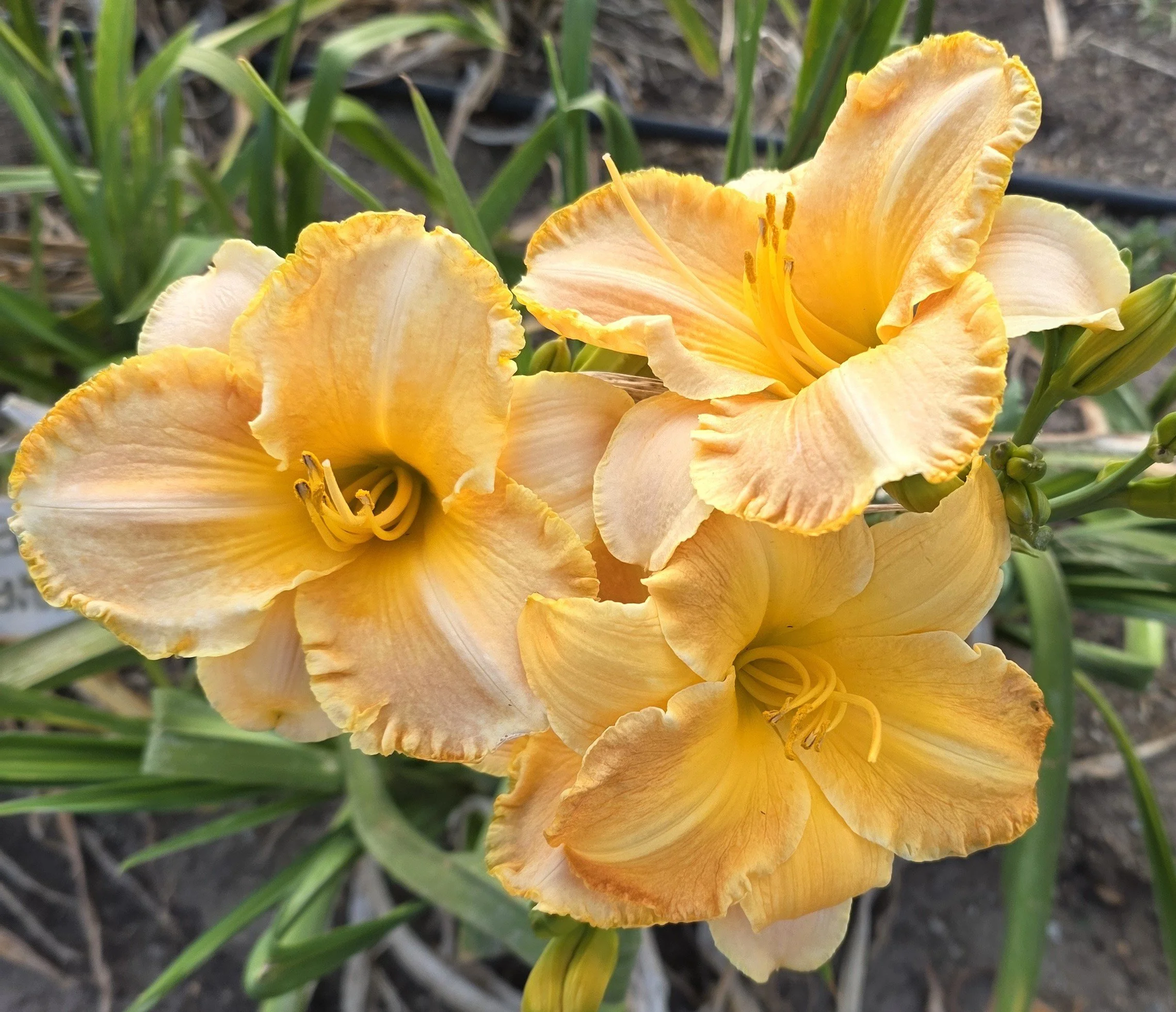 Chestnut Mountain (5).jpg