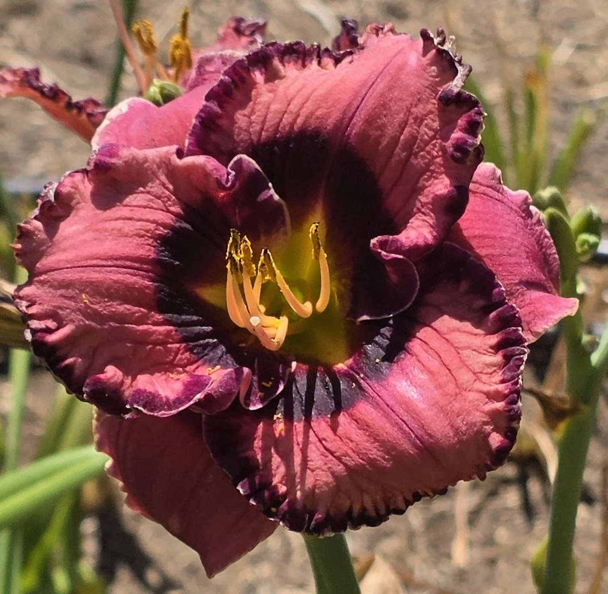 Bold and Banded (23).jpg