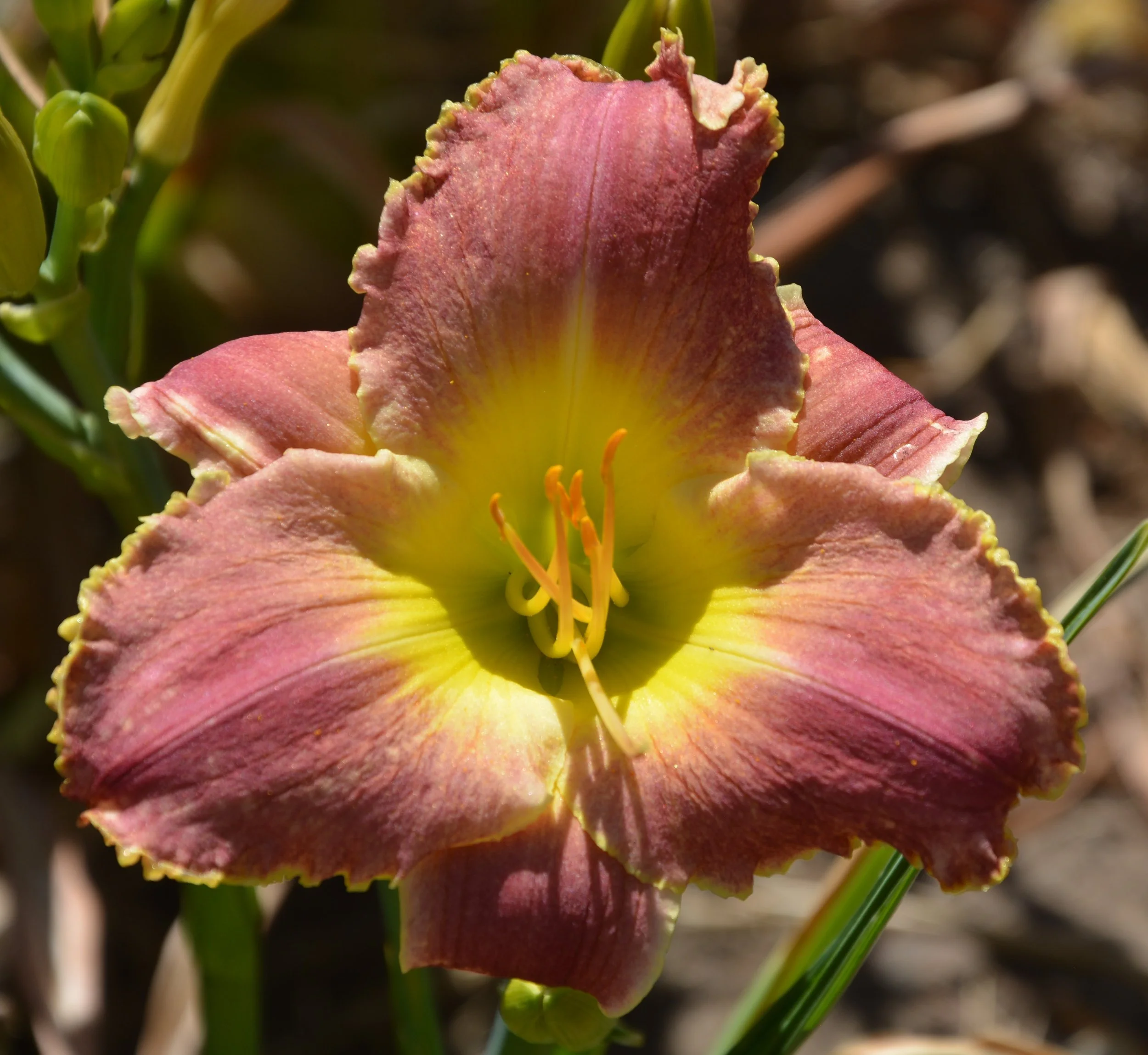 Louis the Sixteenth (1).JPG