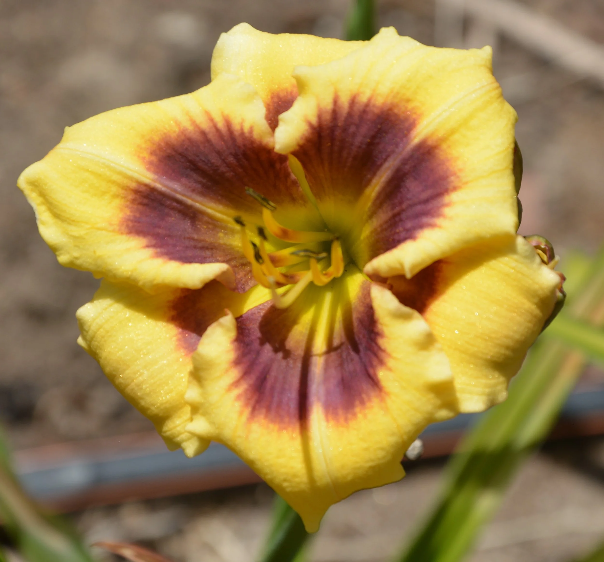 Devil's Footprint (12).JPG