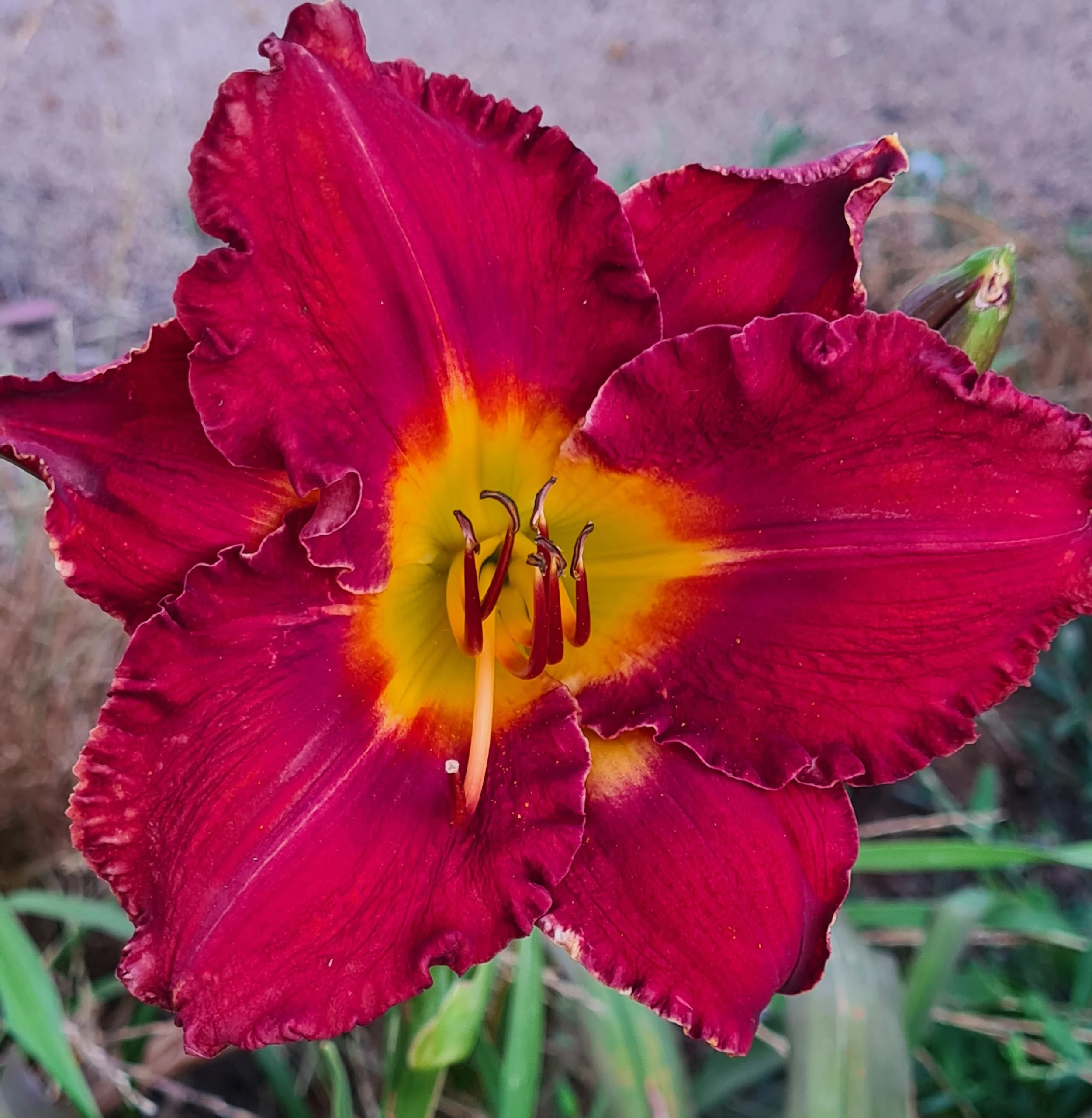 Out Back Red  (8).jpg