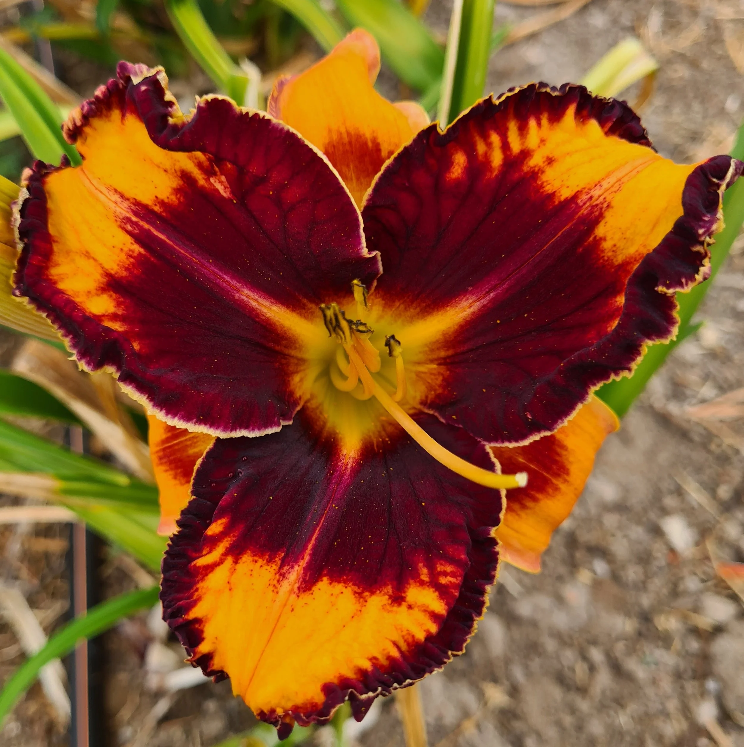 Gavin Petit (12).jpg