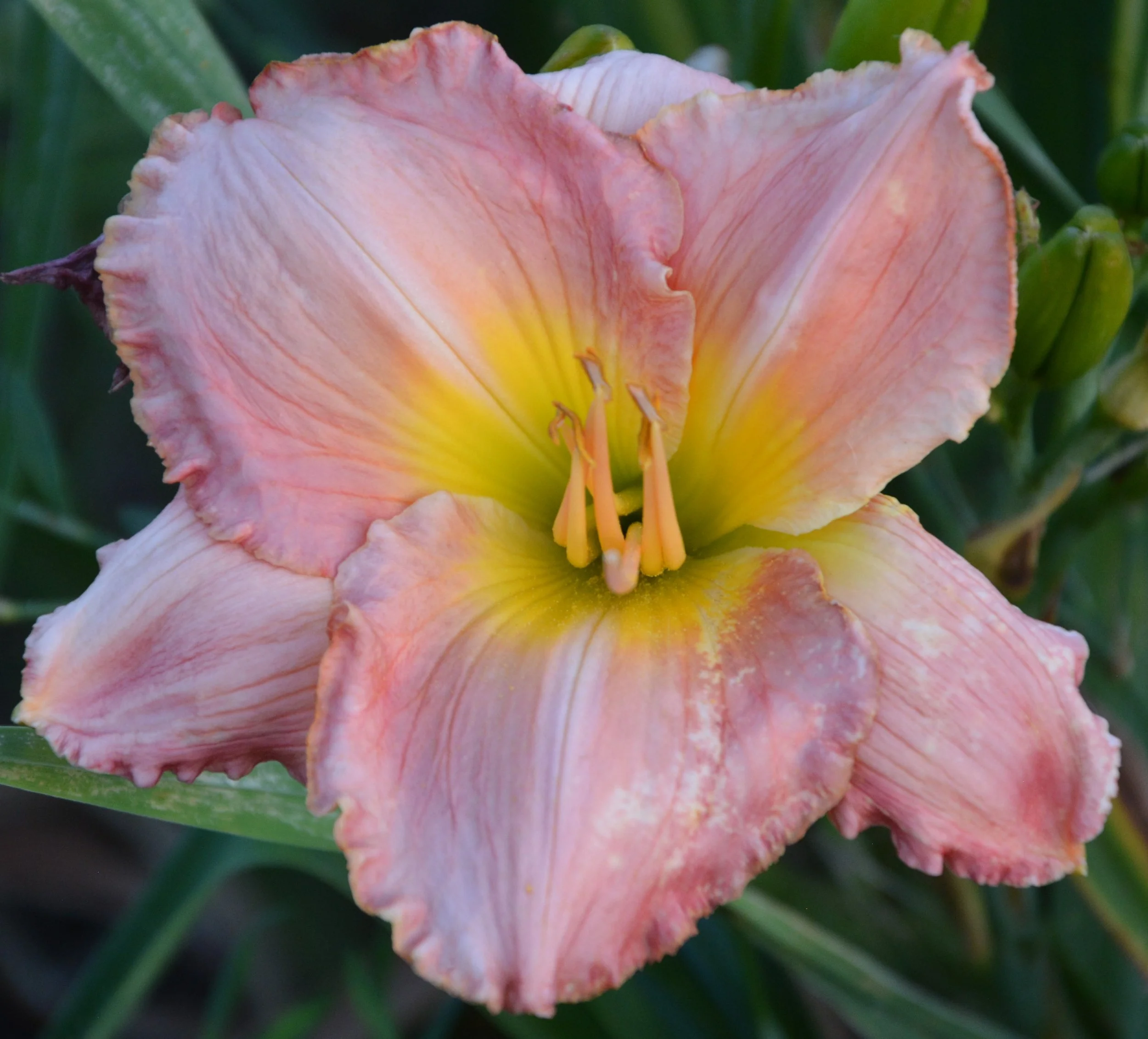 Seminole Wind (7).JPG