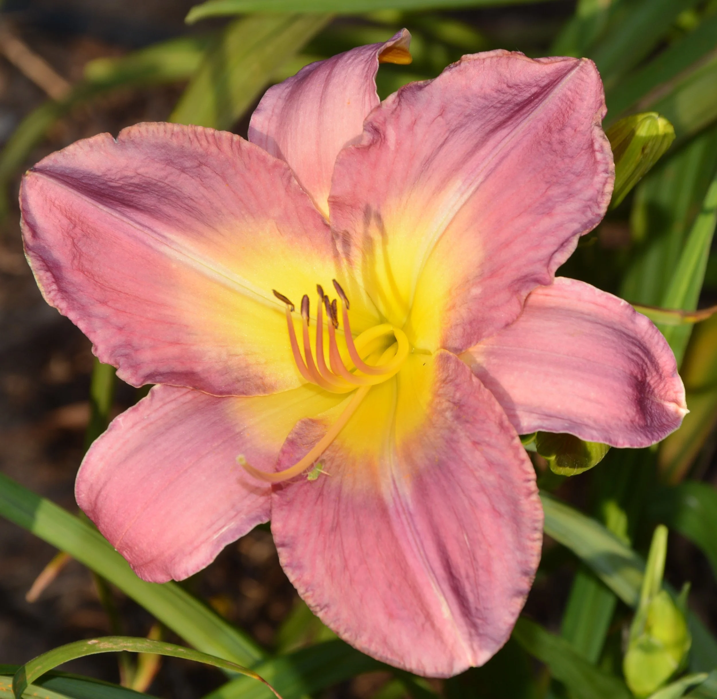 Diamond Shadow (3).JPG