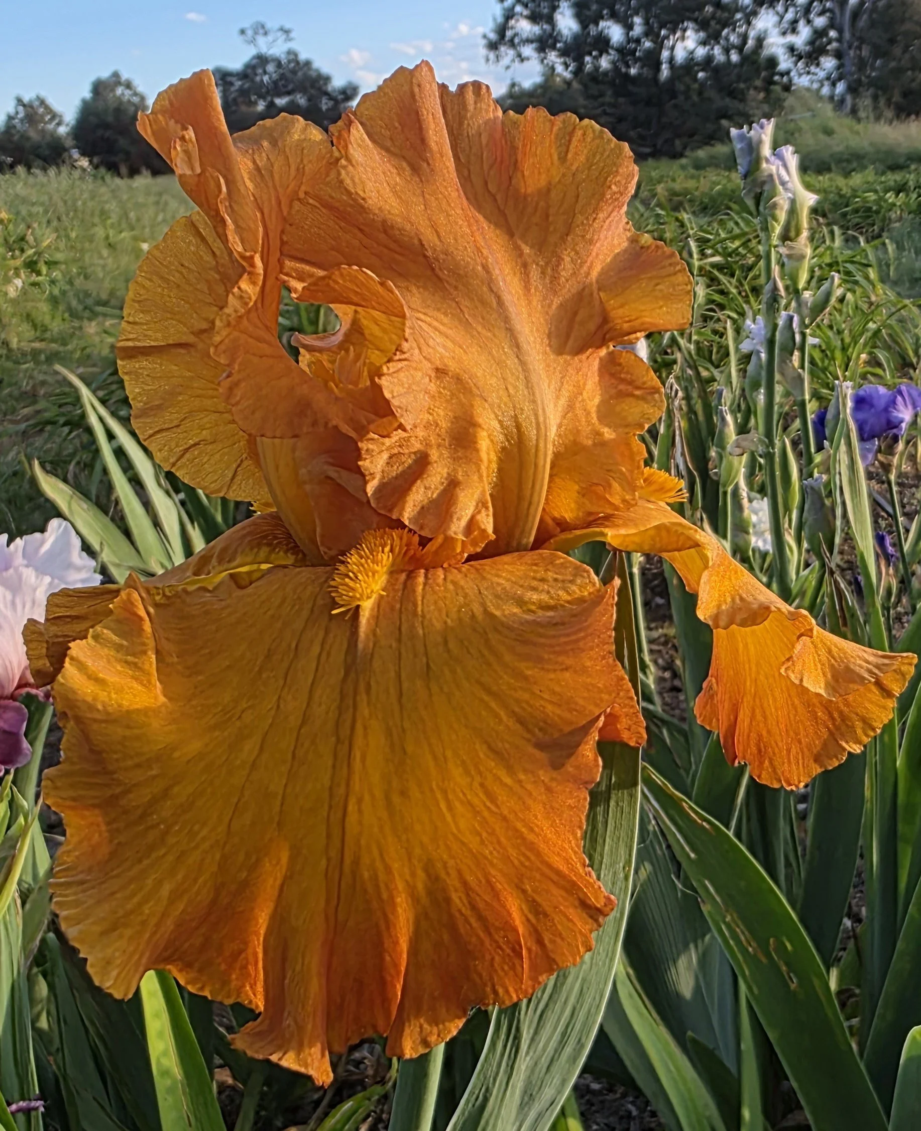 Rustic Dream (2).jpg