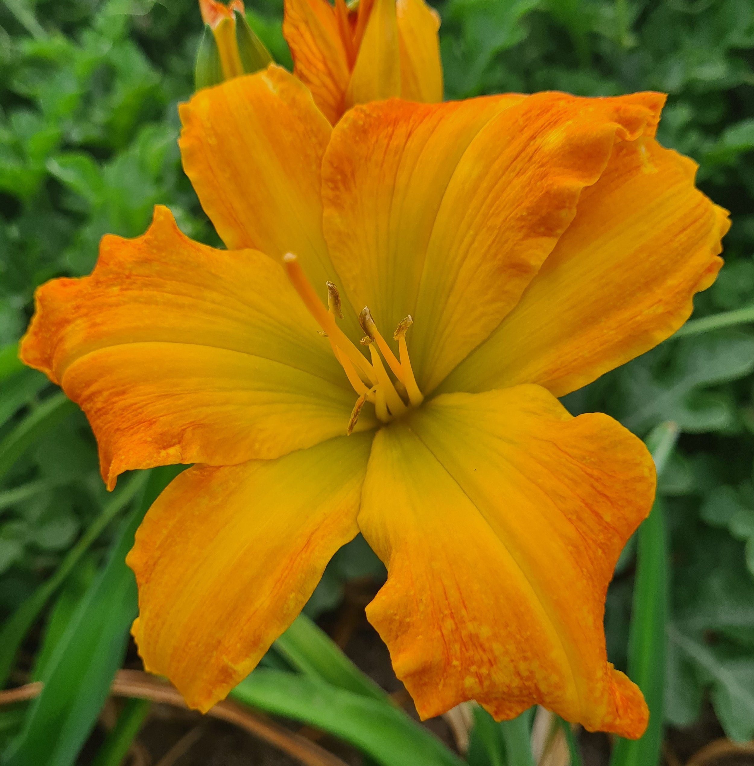 Barber of Seville  (3).jpg