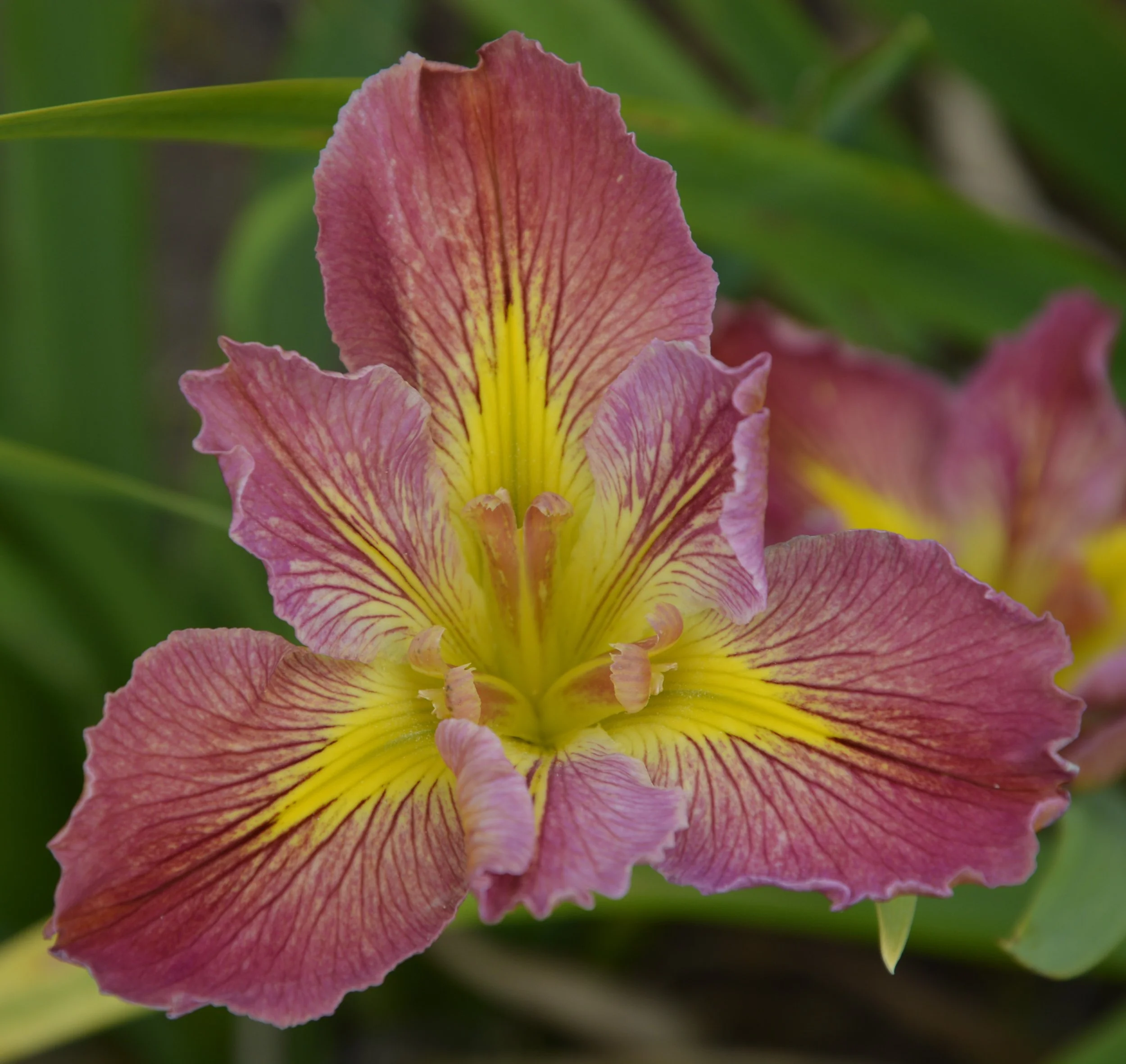 Flamingo Flamenco (11).JPG