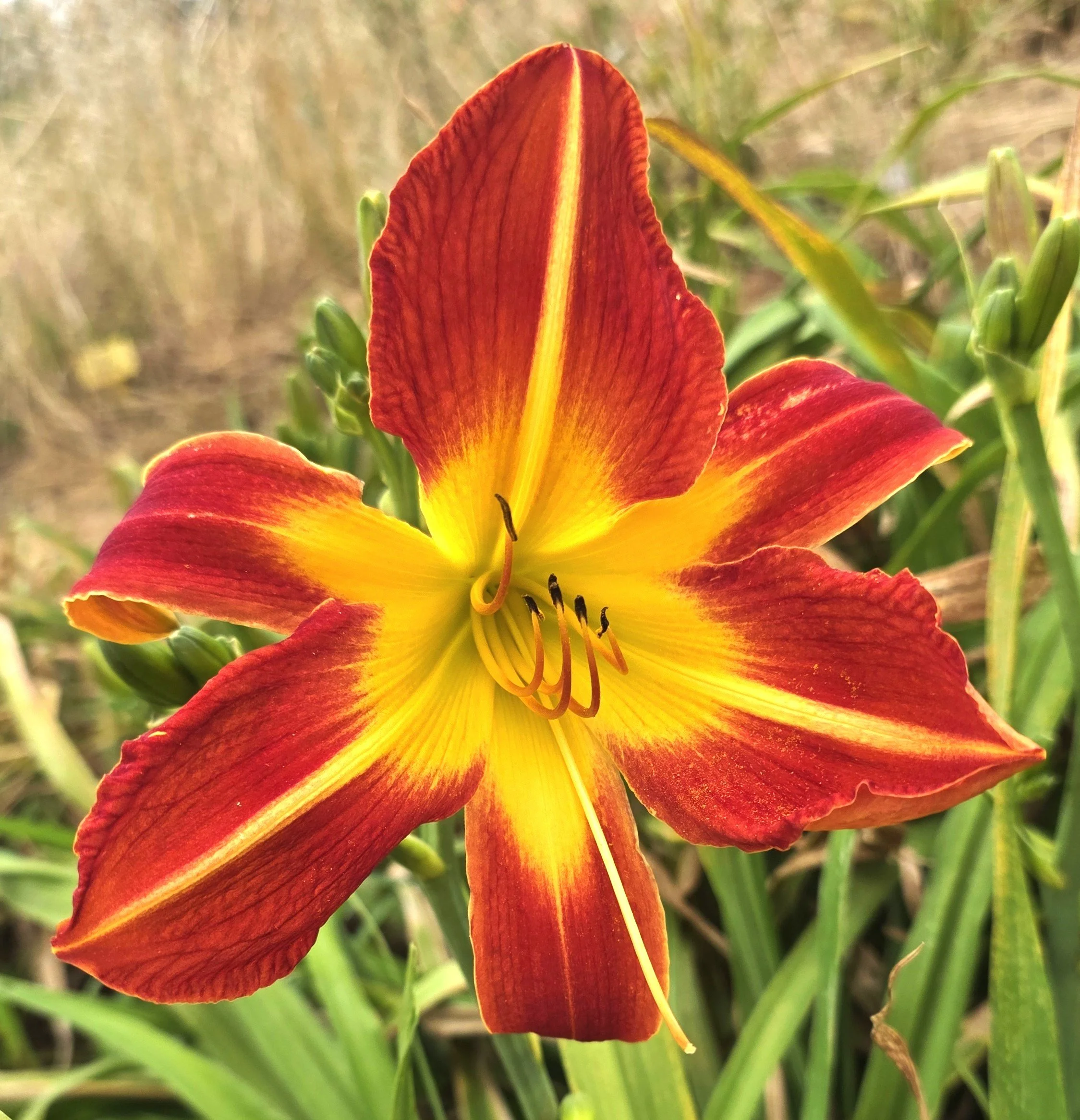 Darwin Sunset (11).jpg