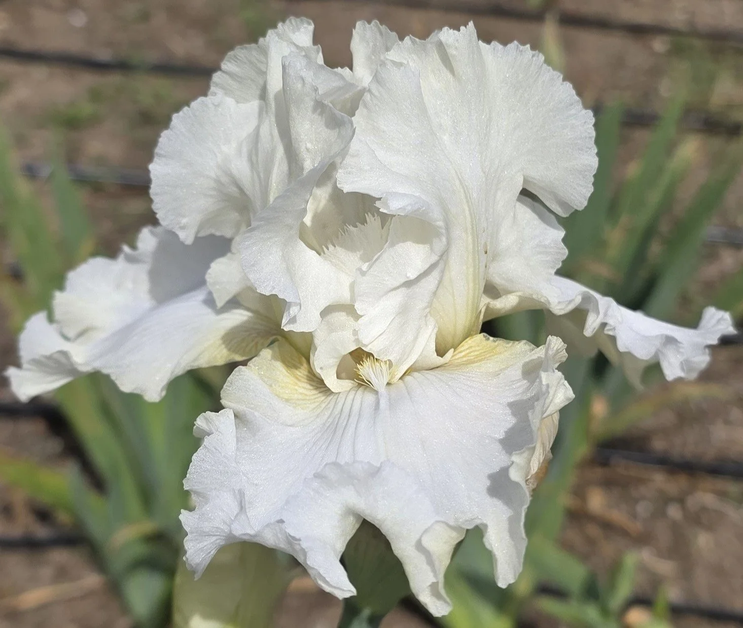 Dreaming in Cream  (1).jpg