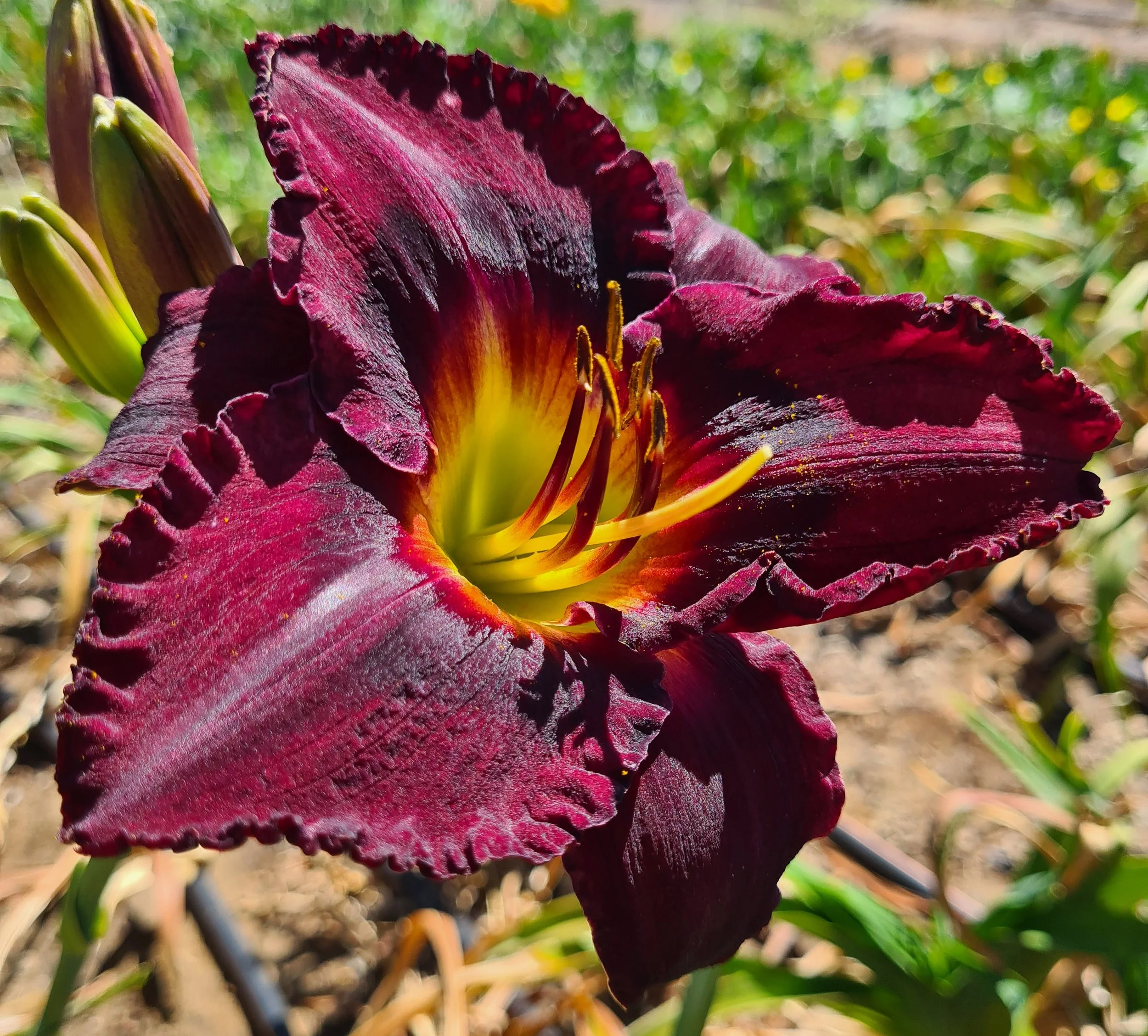 Black Ambrosia (9).jpg