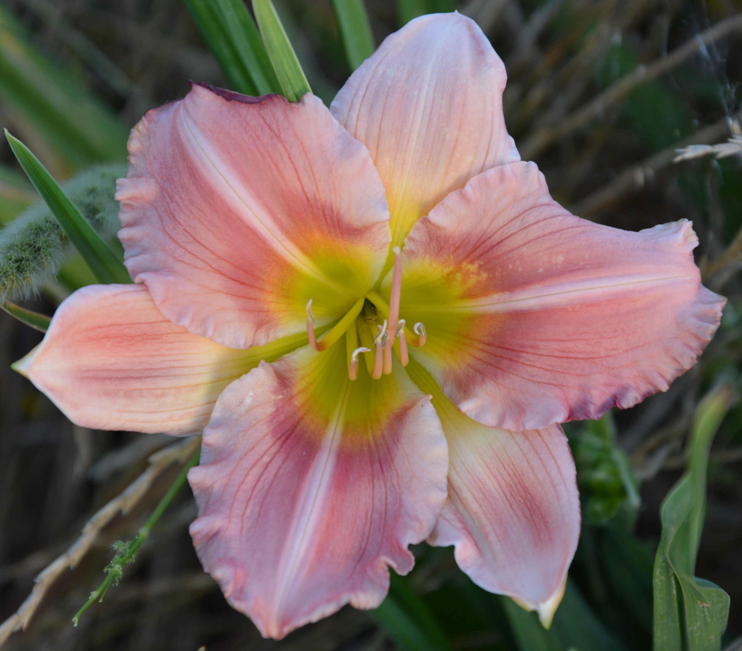 Kiwi Dazzler (1).JPG