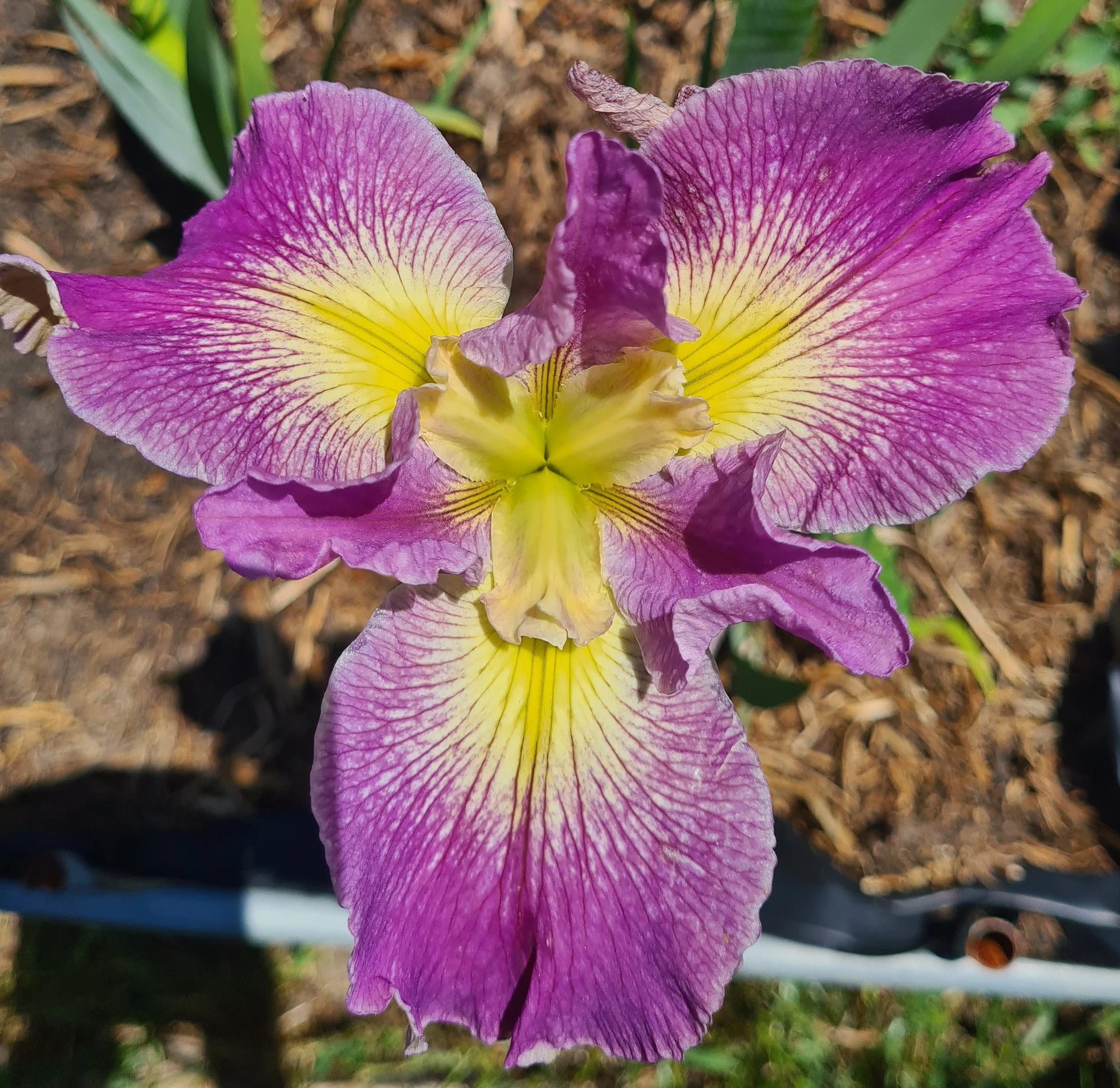 Gerti Butler (4).jpg