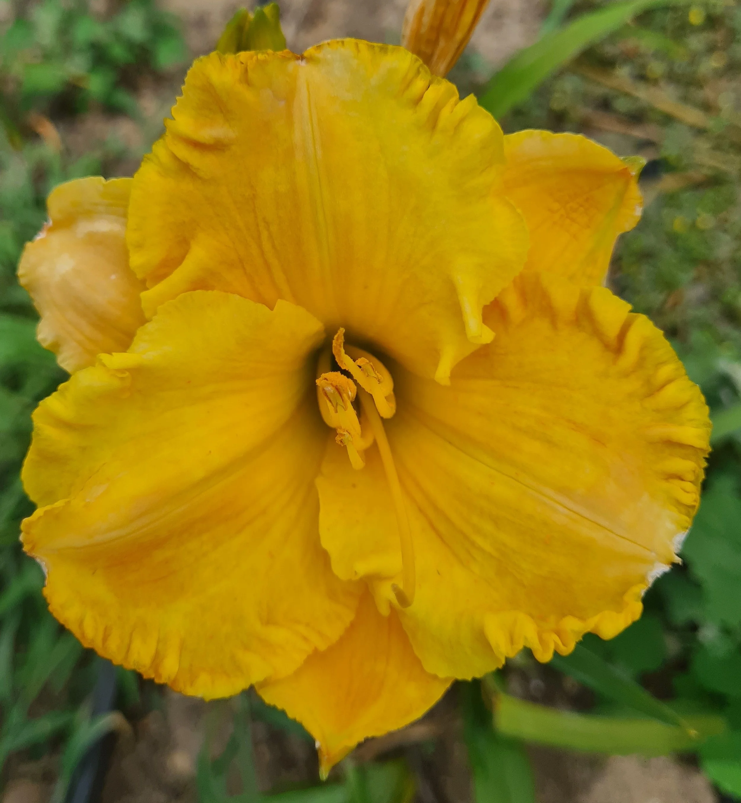 Chestnut Mountain (2).jpg