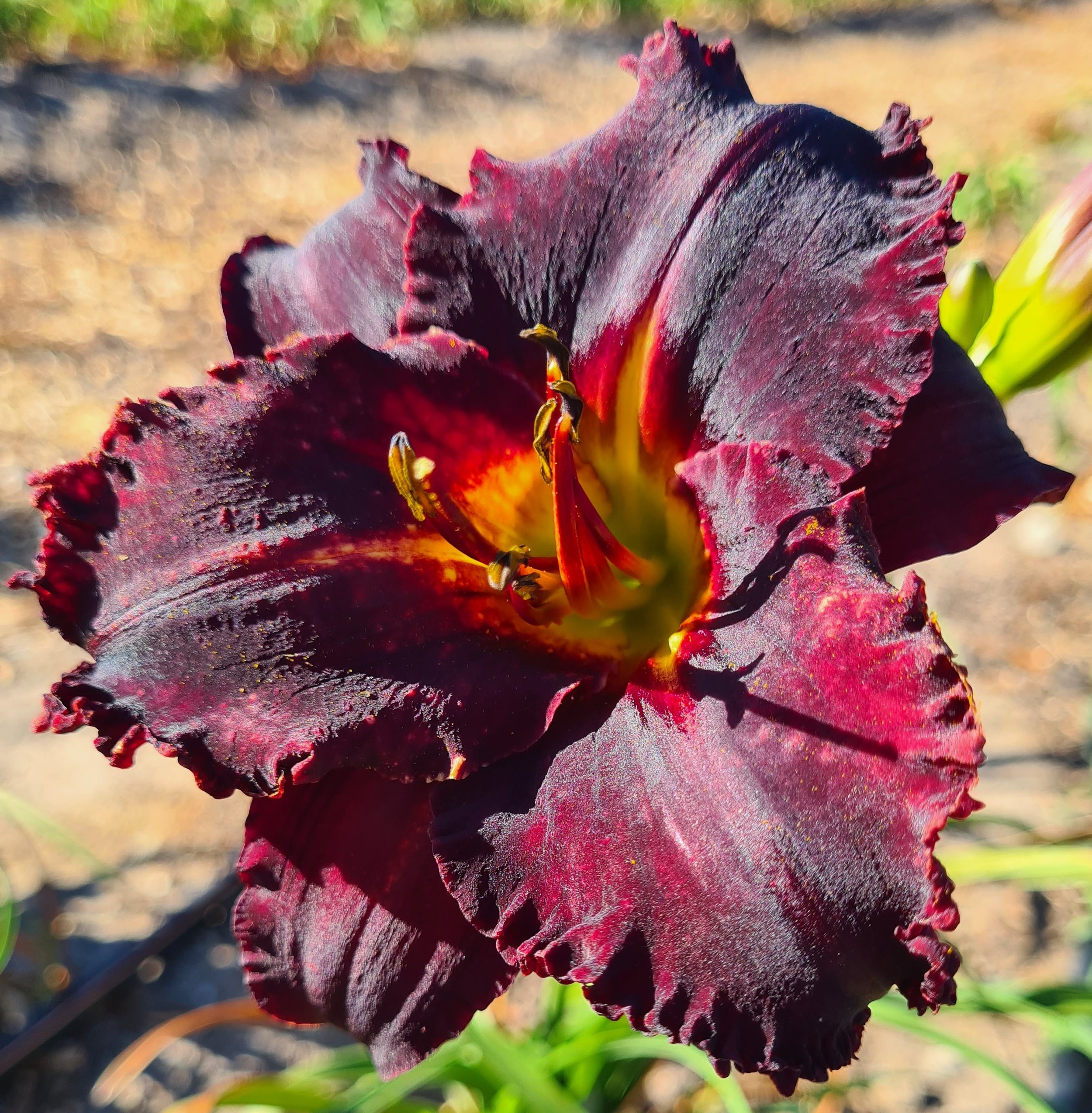 Ebony Jewel (12).jpg