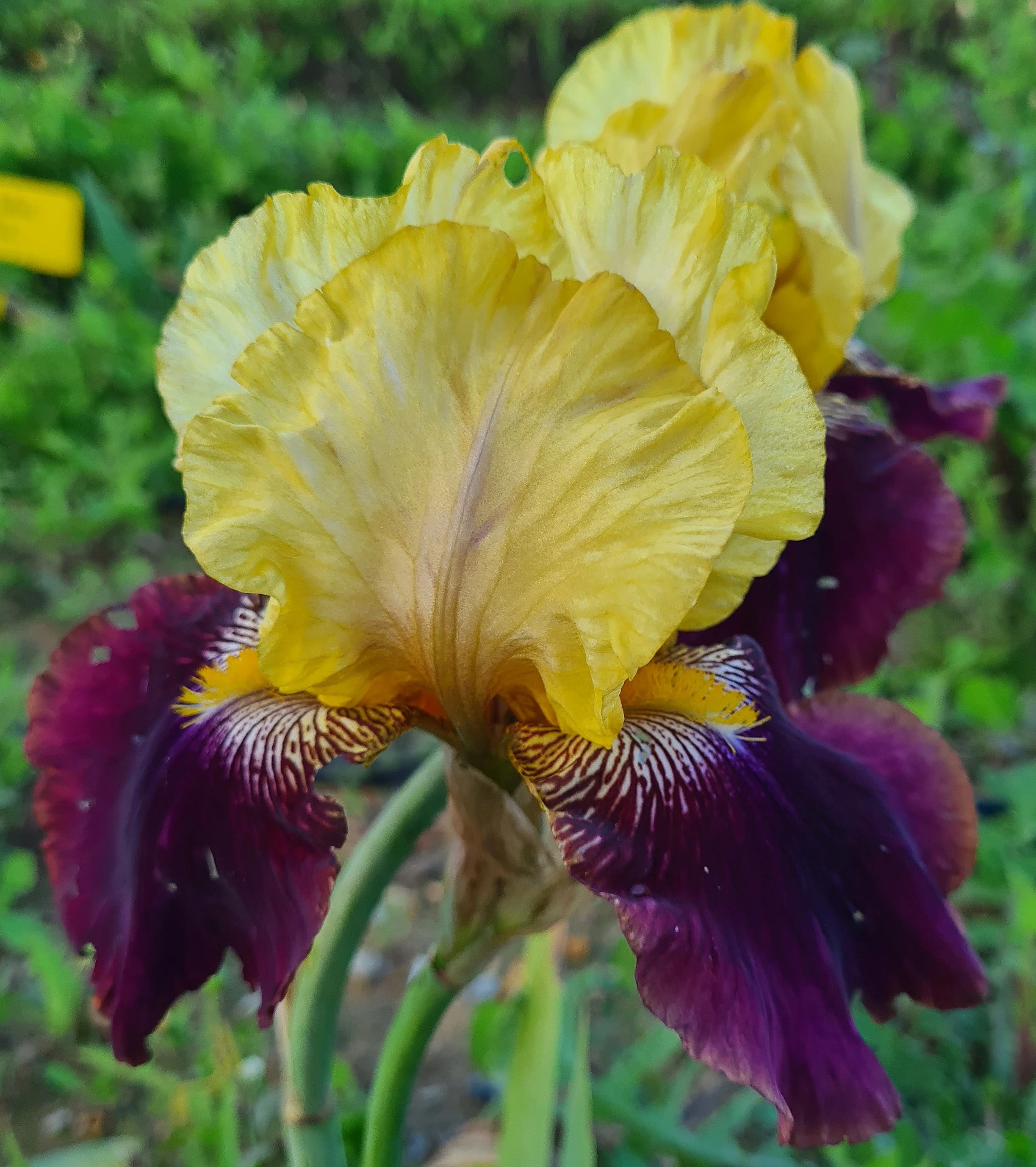 Amy's Flower (2).jpg