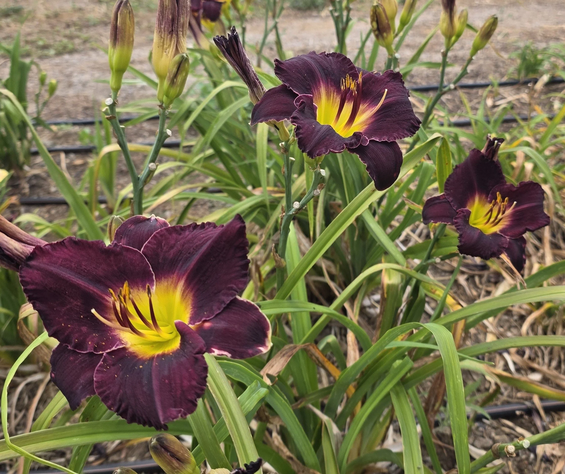 Black Ambrosia (35).jpg