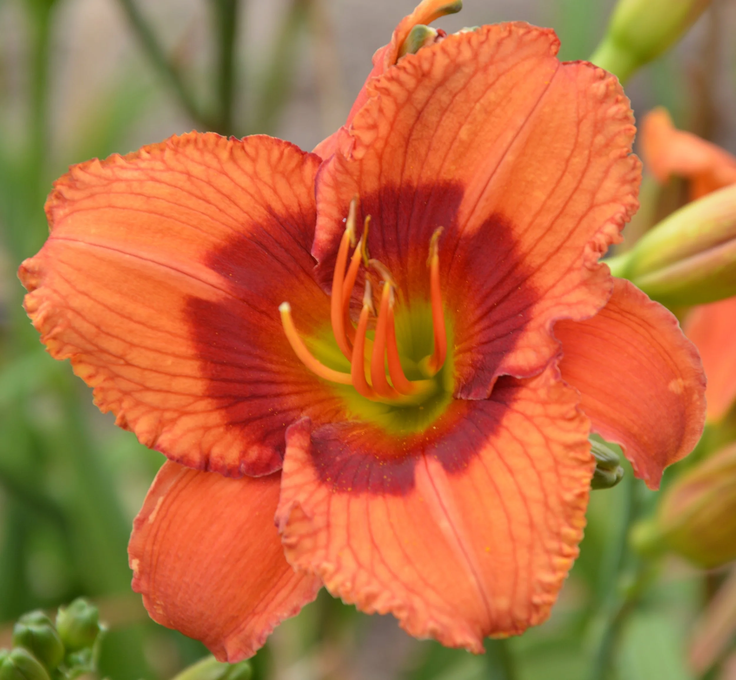 Bat Masterson (13).JPG