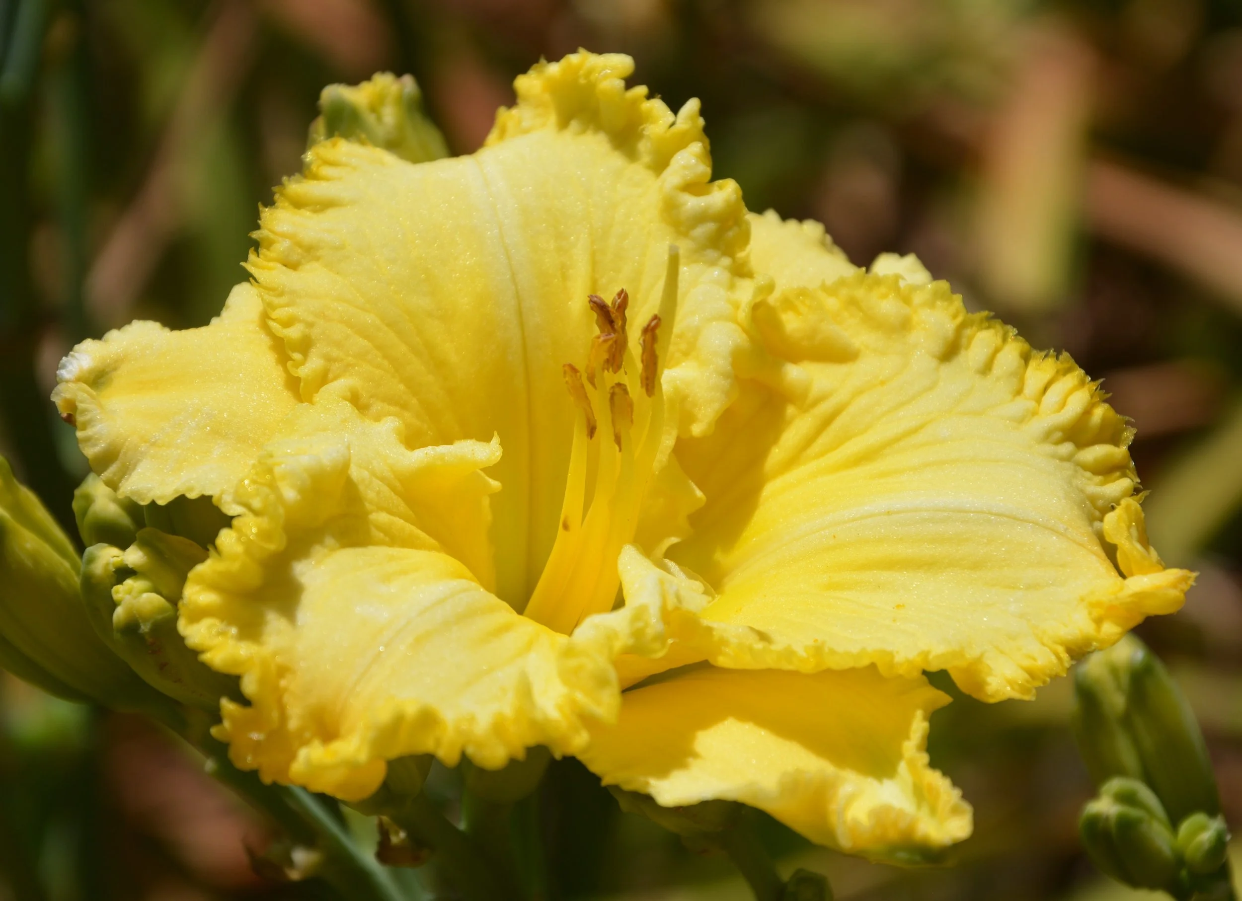 SC Irish Illusion (4).JPG