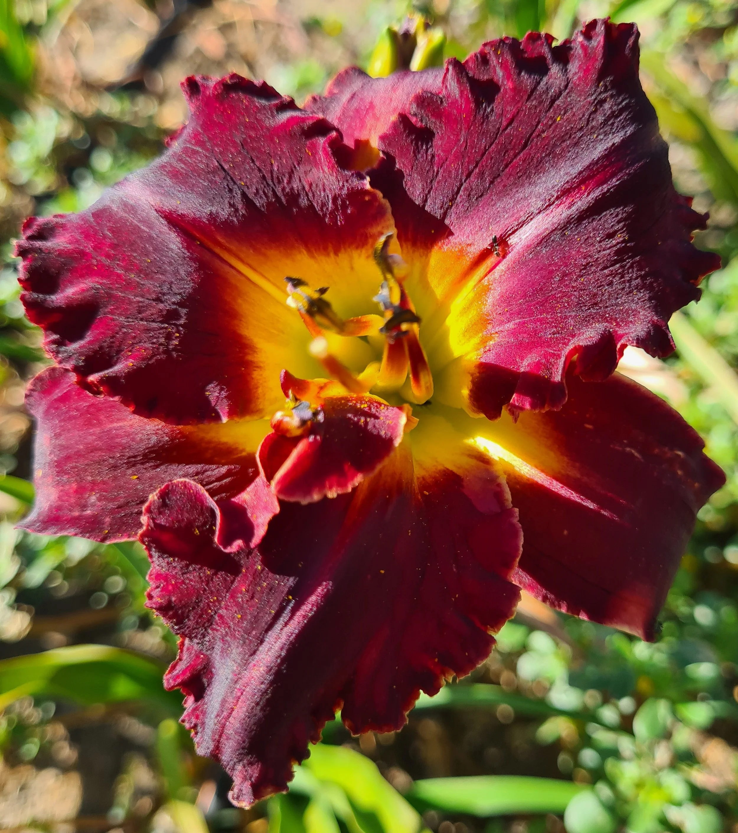 Ebony Jewel (8).jpg