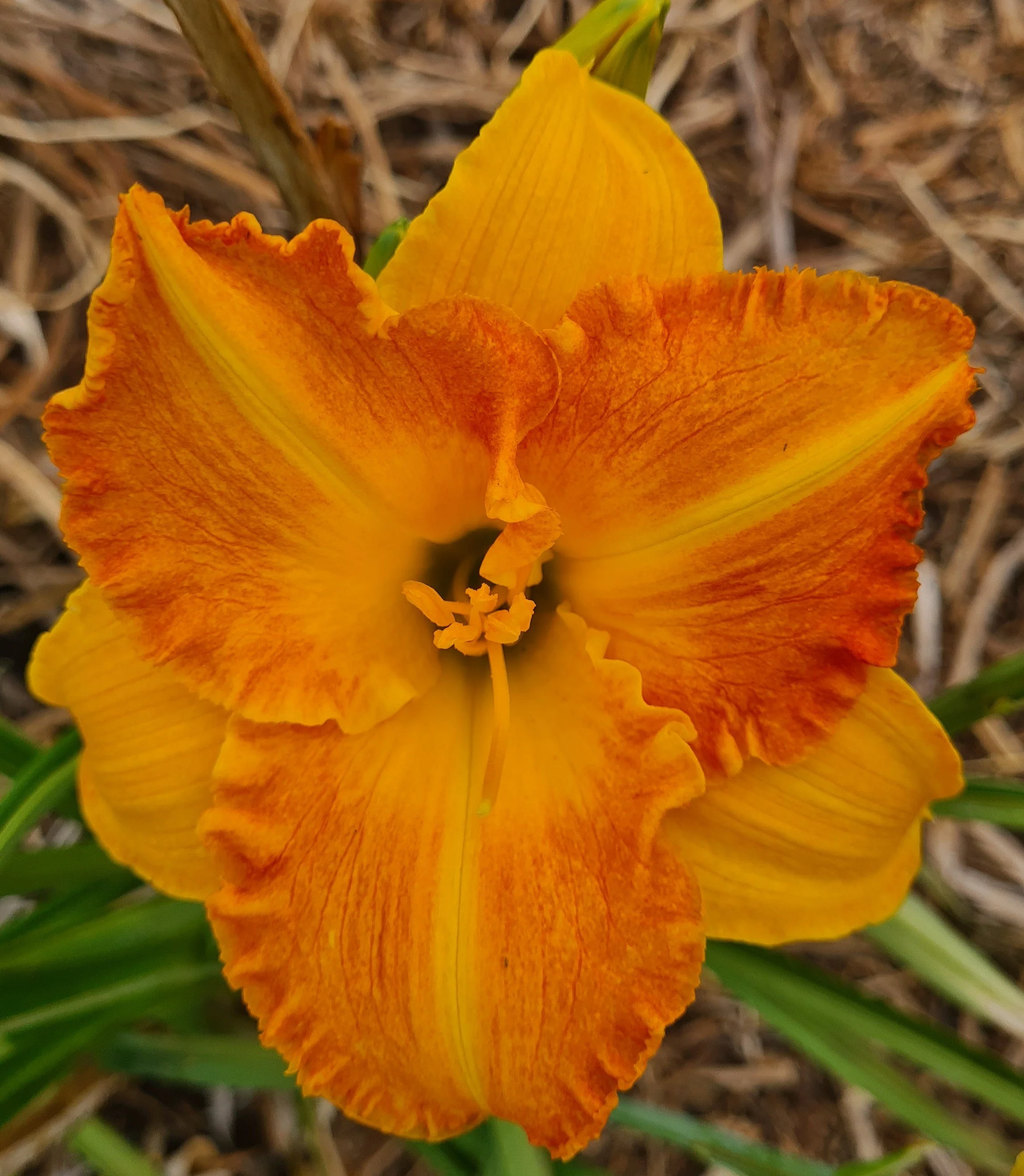 Chestnut Mountain not Ida's Magic (42).jpg