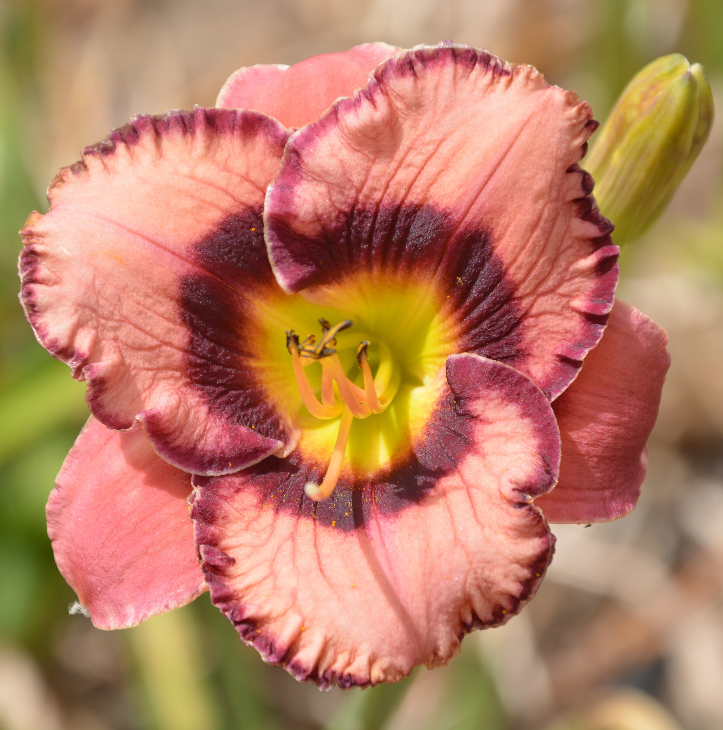 Bold and Banded (17).JPG