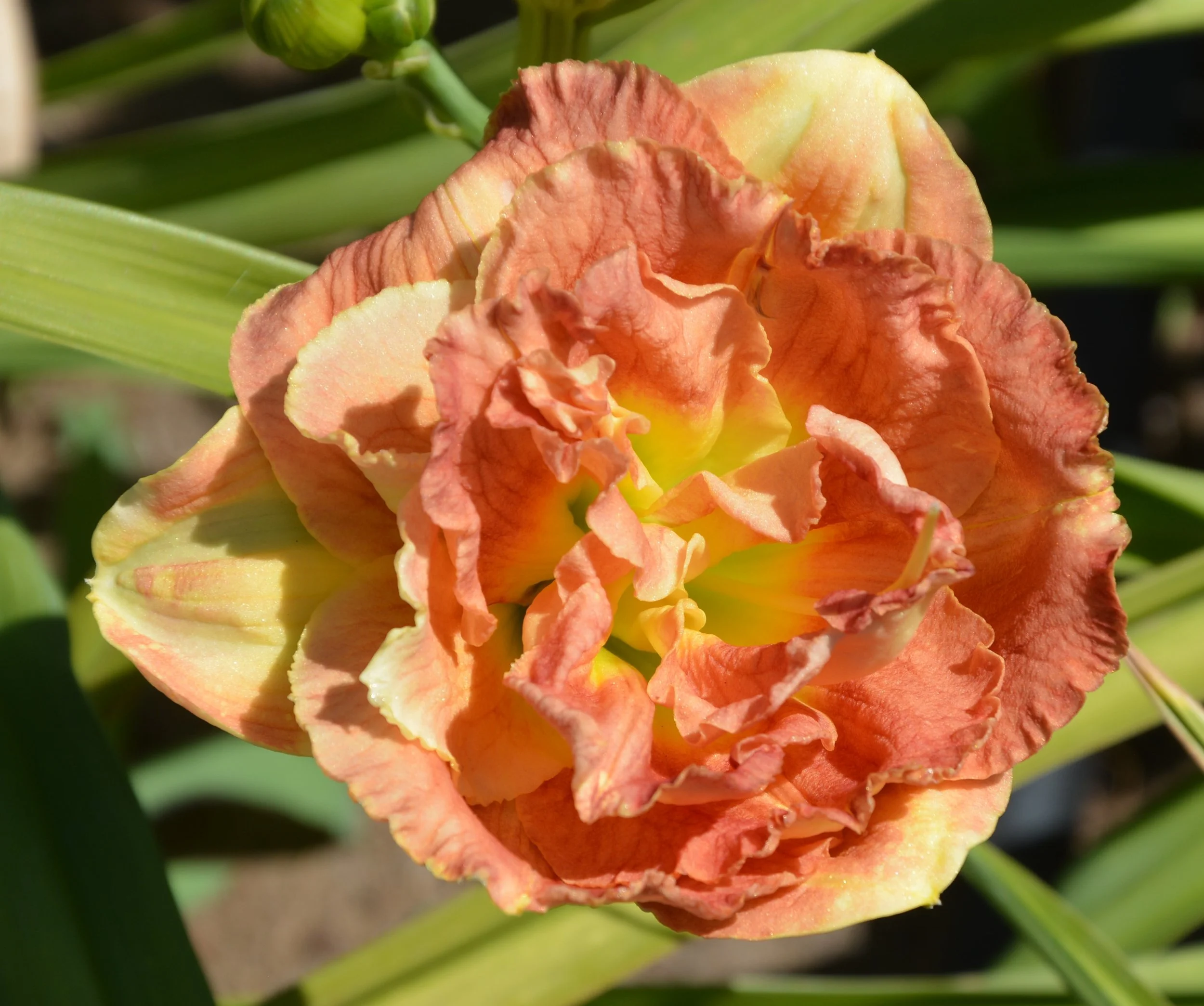 Double Pink Peony (11).JPG