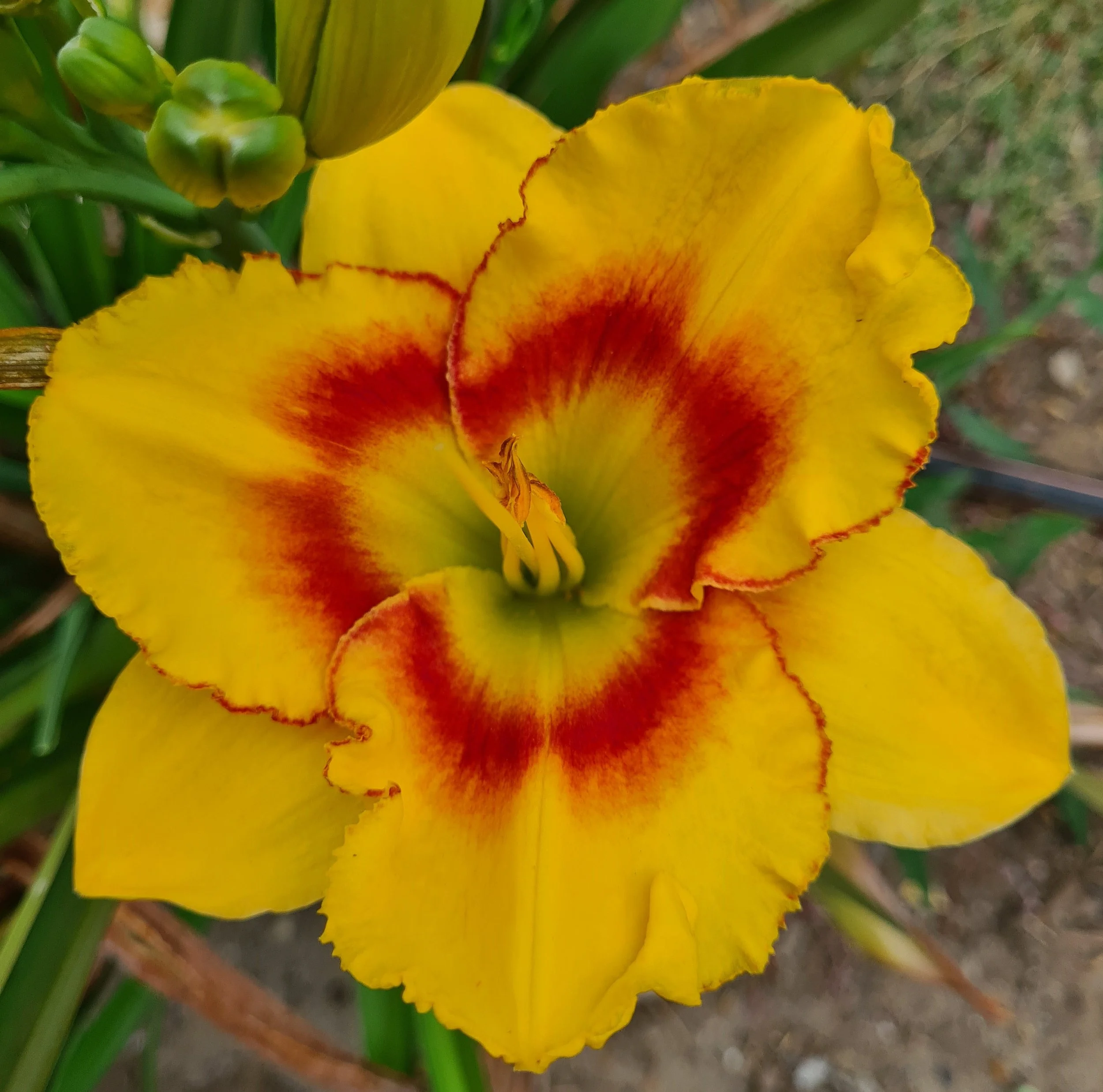 Harvard Yard (13).jpg