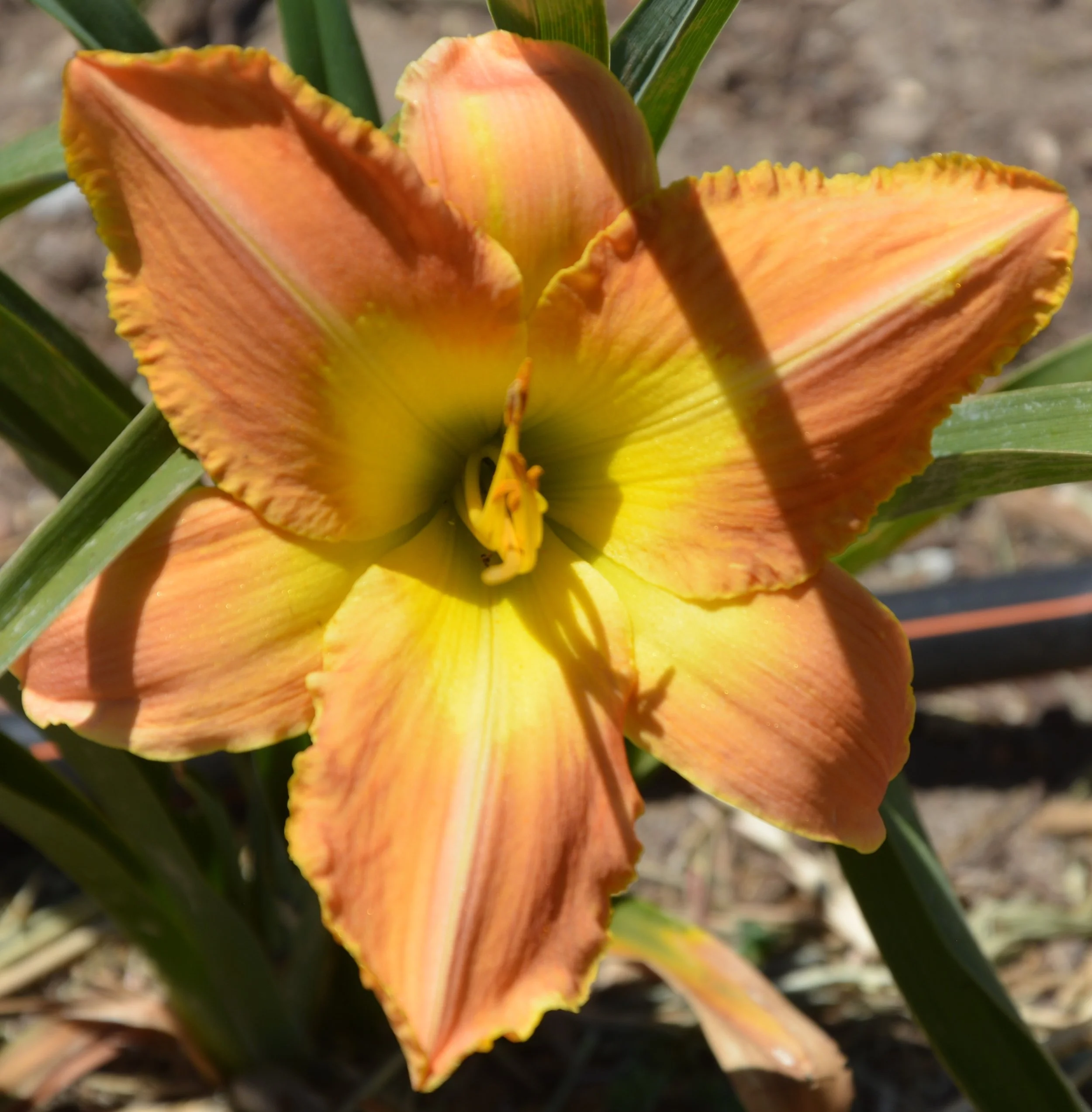 Critics Choice (8).JPG