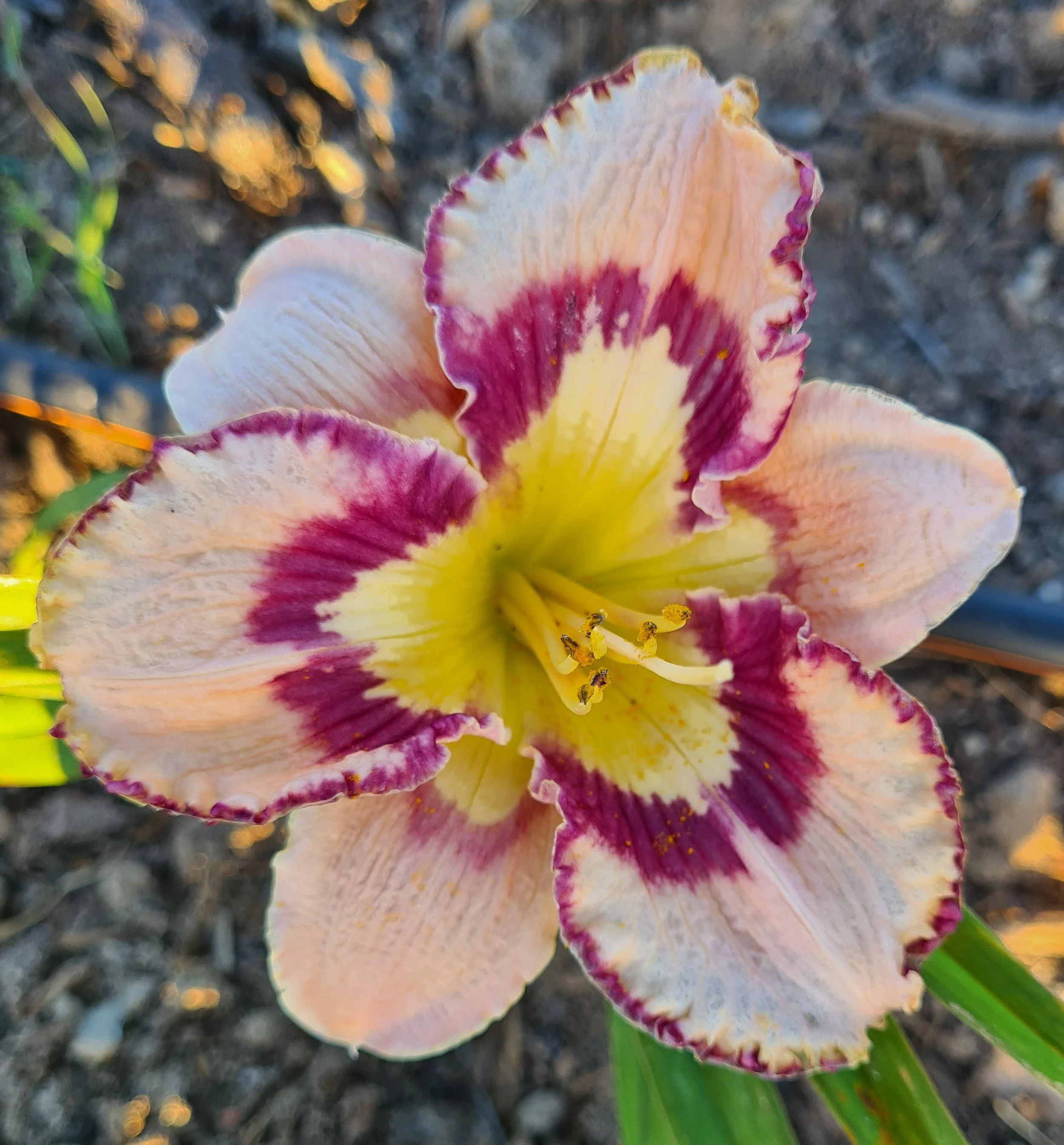 Bella Isabella (3).jpg