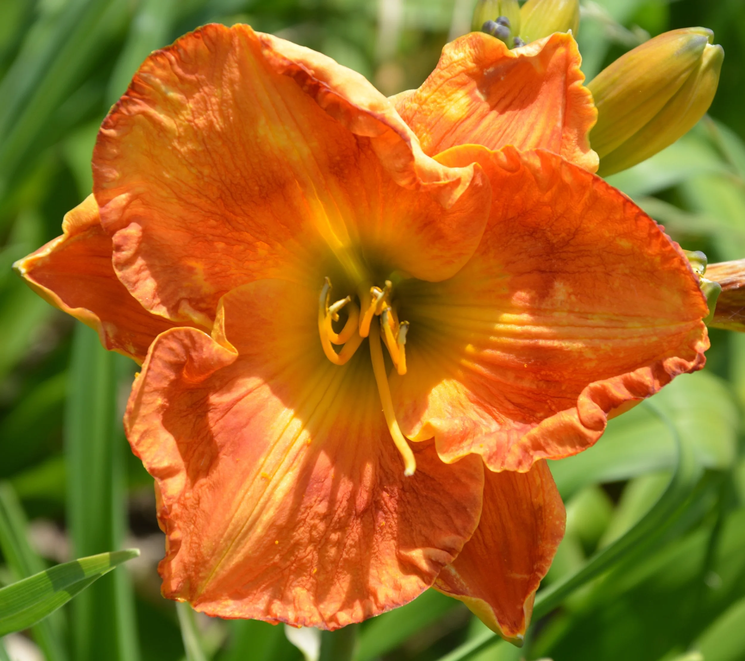 Tropical Sensation (13).JPG