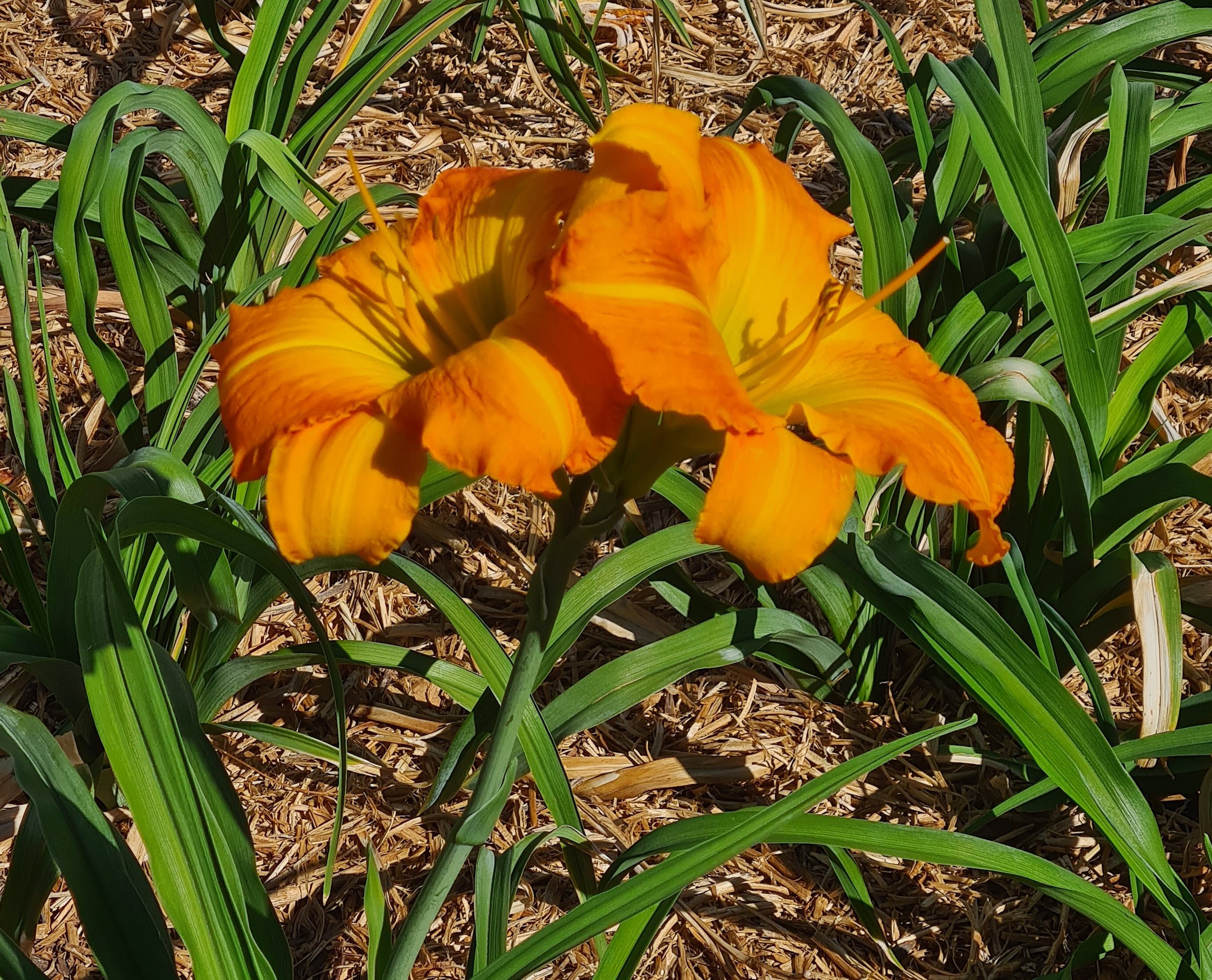 Barber of Seville (9).jpg