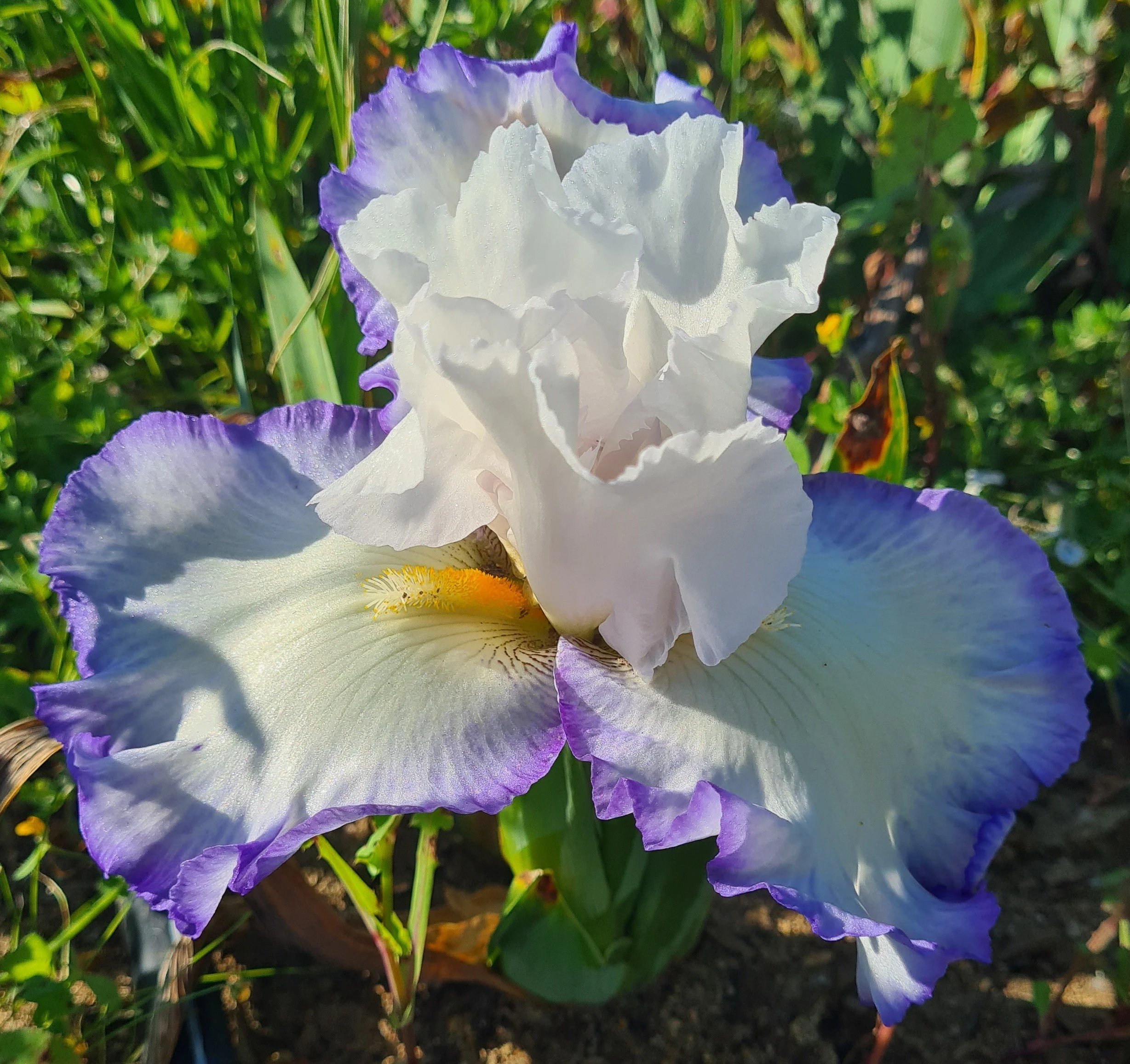 Queen's Circle (1).jpg