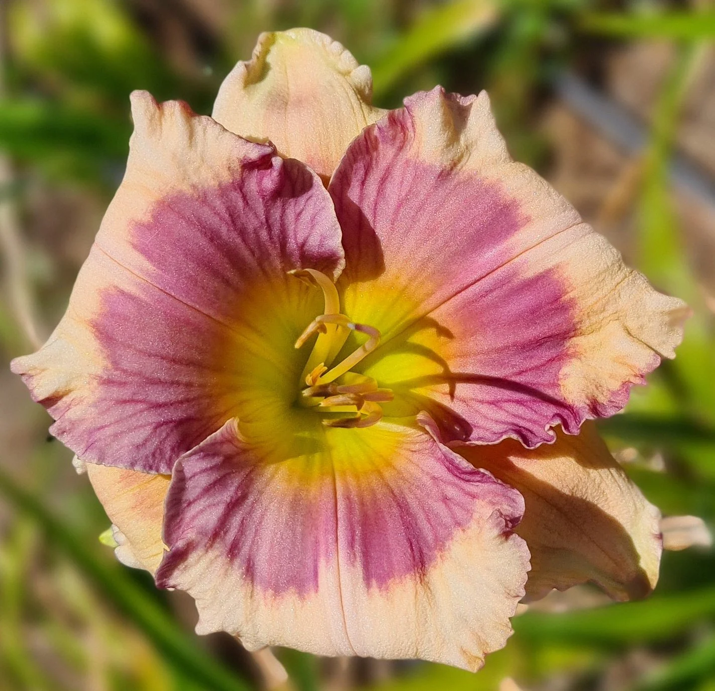 Lavender cream cascade (15).jpg