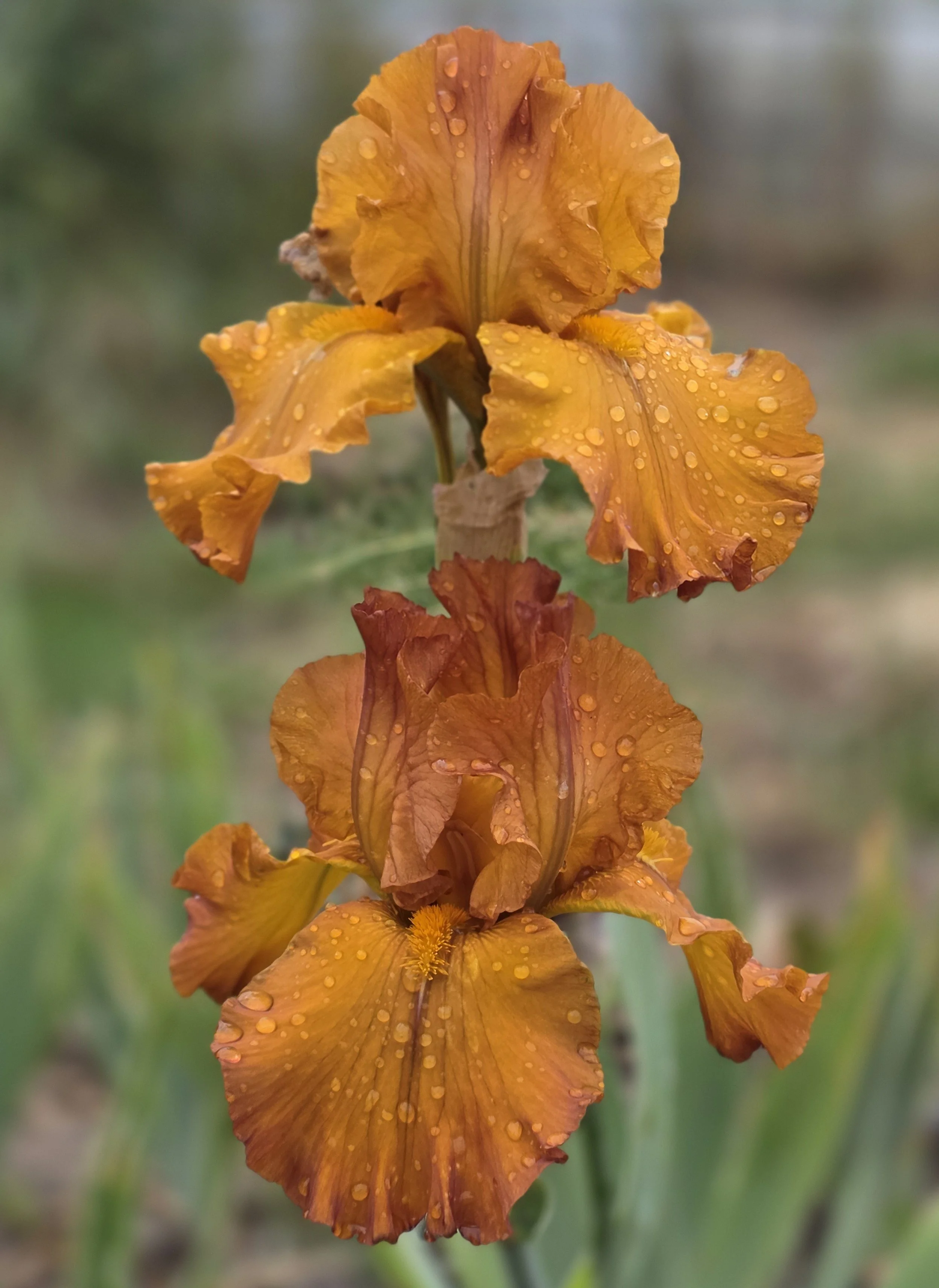 Rustic Dreams  (1).jpg