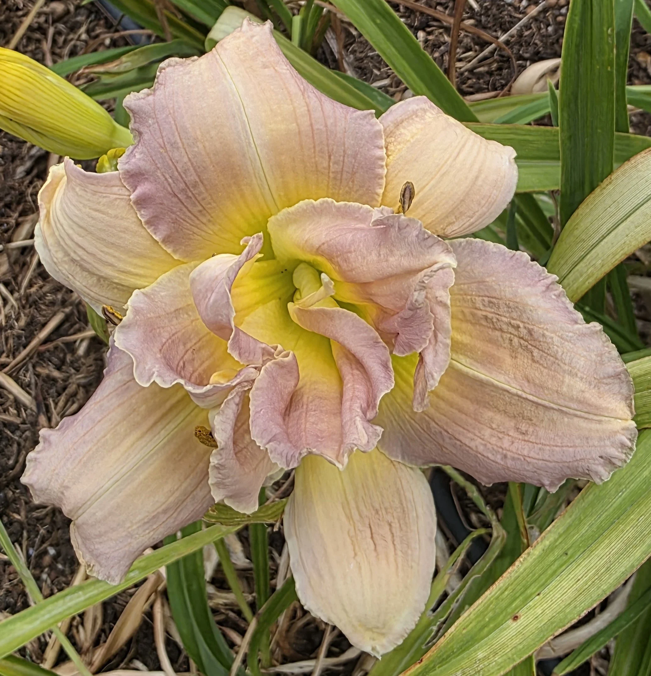 Caribbean Lavender Butterfly (12).jpg
