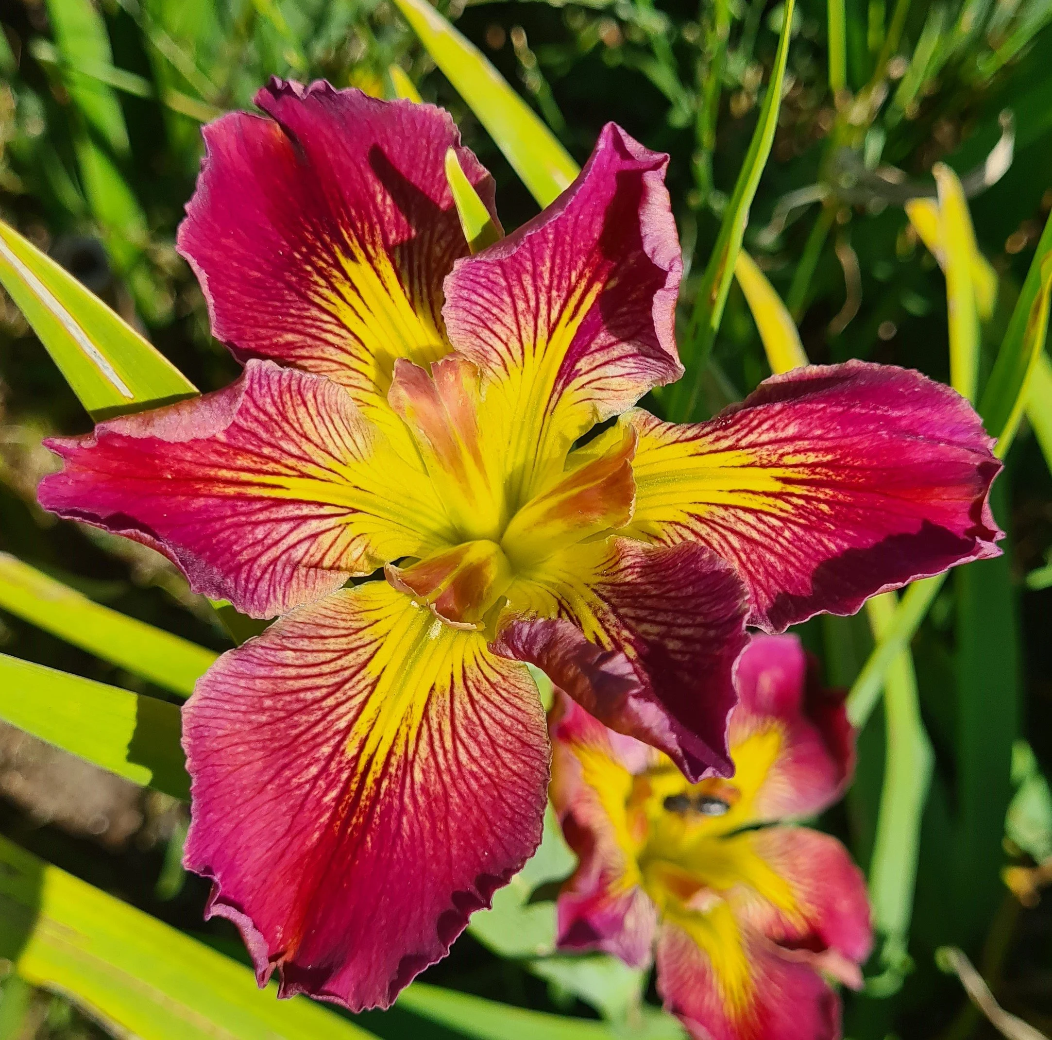 Flamingo Flamenco  (3).jpg