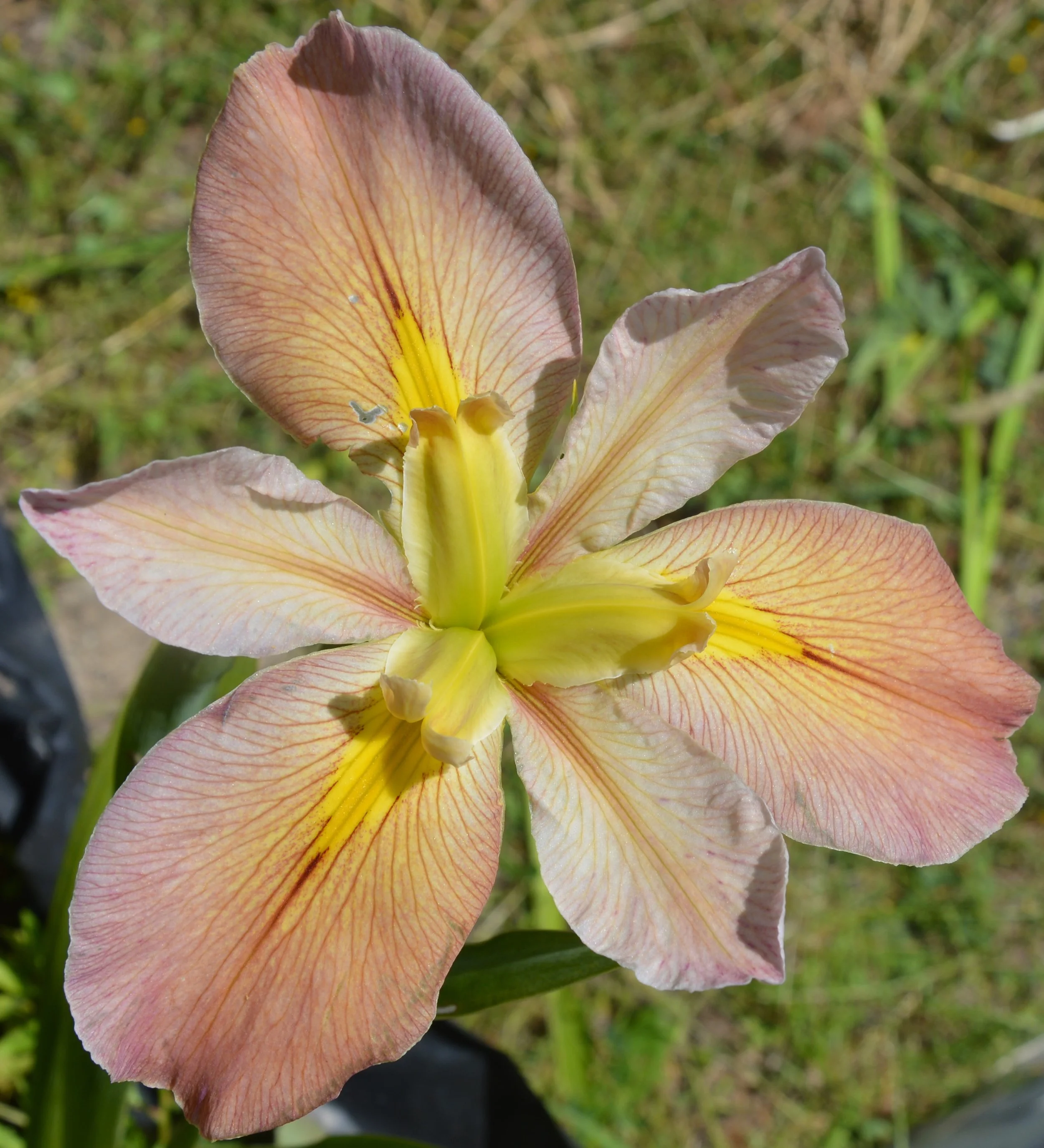 Cajun Capers (4).JPG